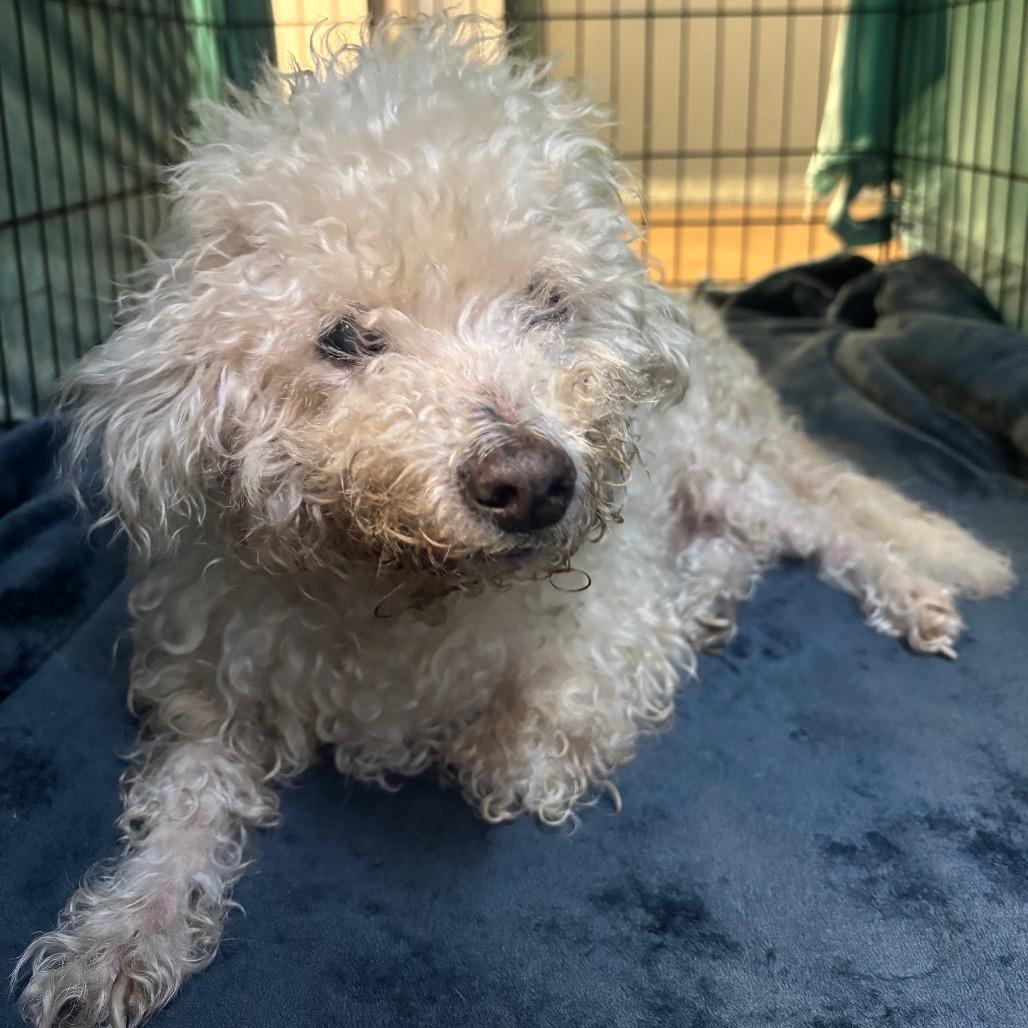 Roman — thumbnail 2