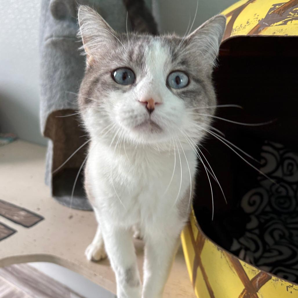 Enlarge Cheenoh, a Adoptable mixed breed in West Des Moines, IA image 2/2