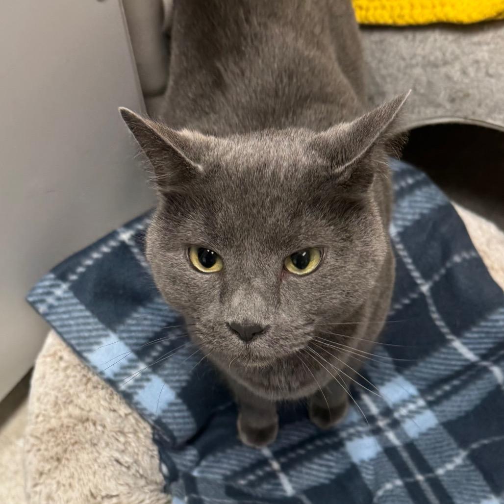 Church, Adoptable, Adult Male Domestic Short Hair.