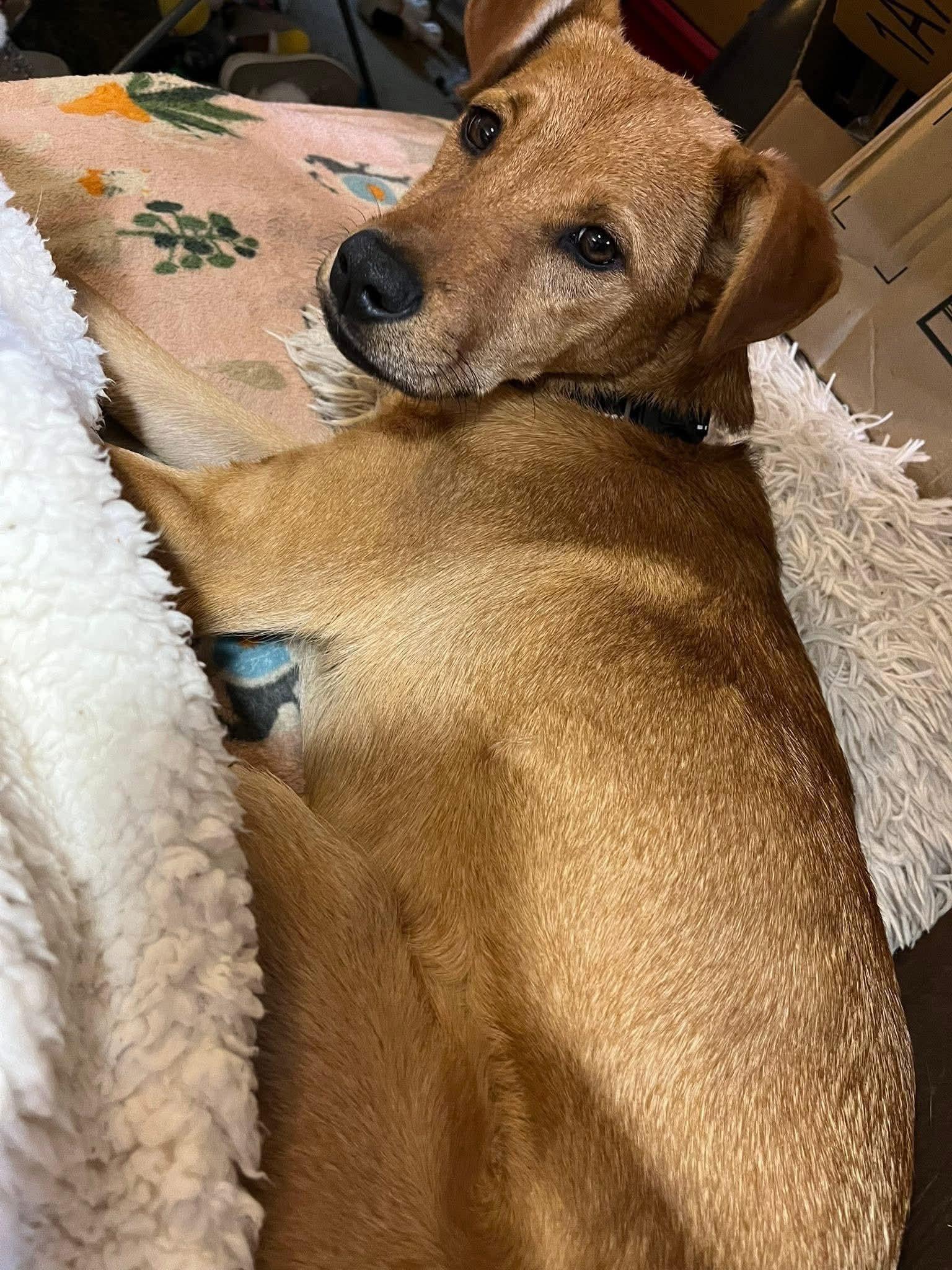 Enlarge Maverick, a Adoptable mixed breed in Roachdale, IN image 1/2