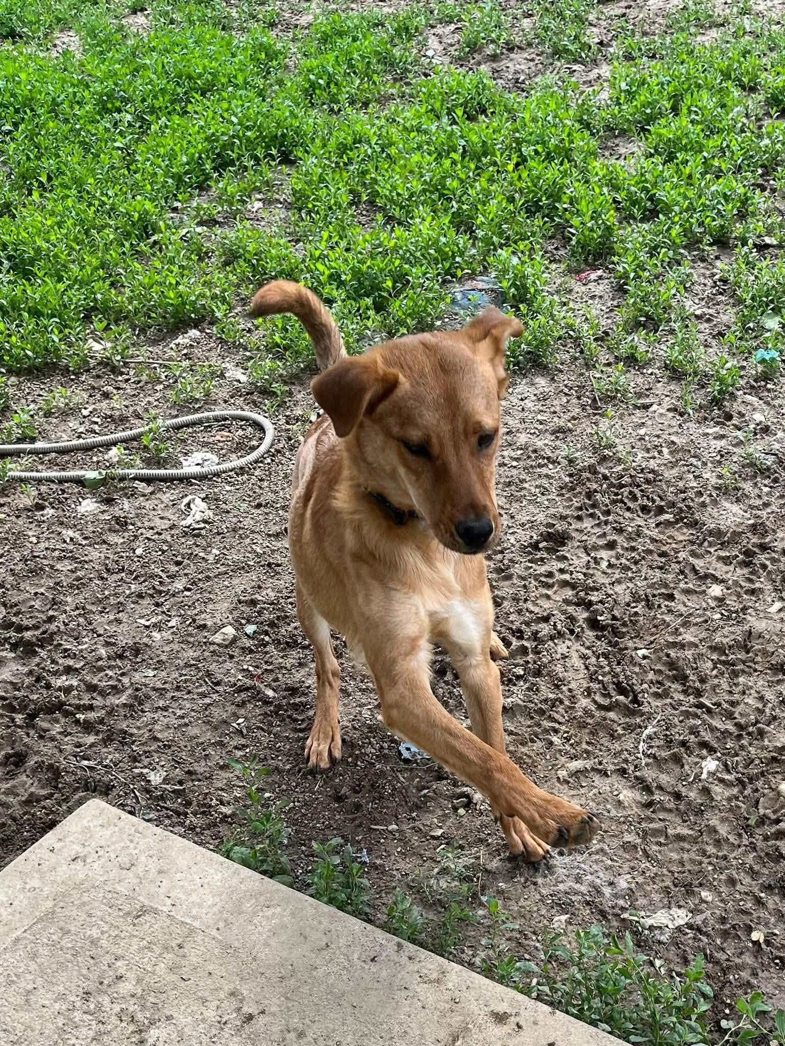 Enlarge Maverick, a Adoptable mixed breed in Roachdale, IN image 2/2