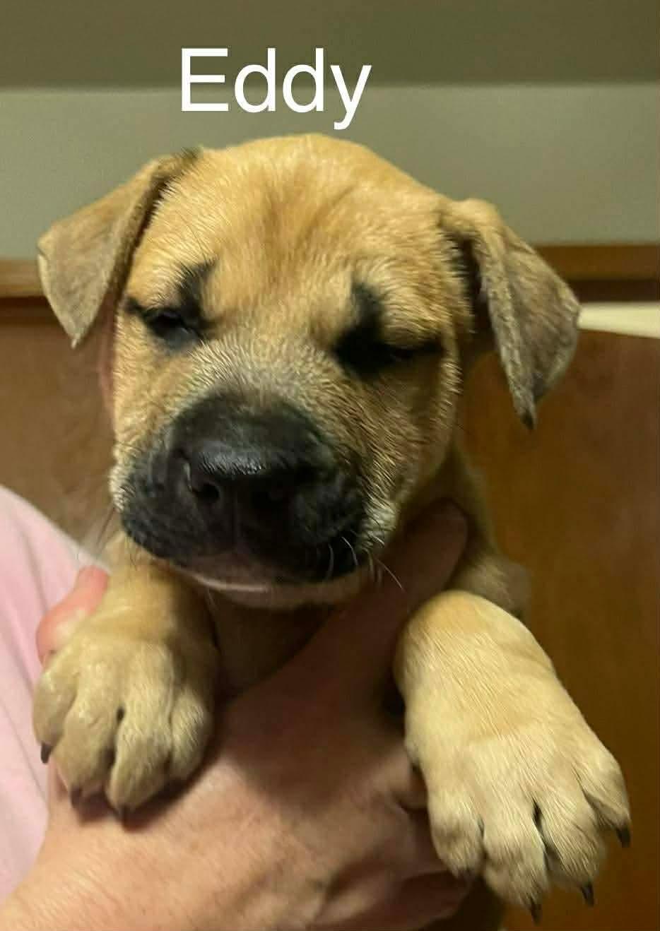 Enlarge Eddy, a Adoptable mixed breed in Riverside, IA image 1/1