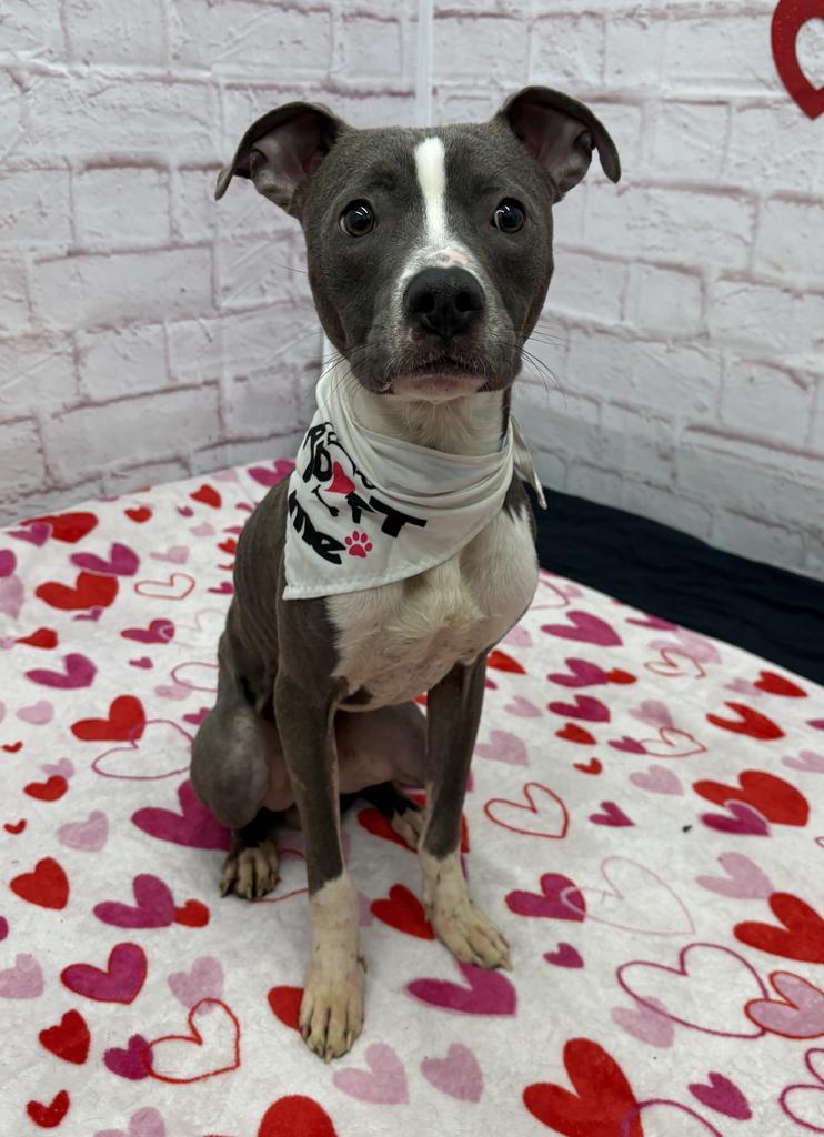 Enlarge Barksy, a Adoptable mixed breed in Detroit, MI image 1/6