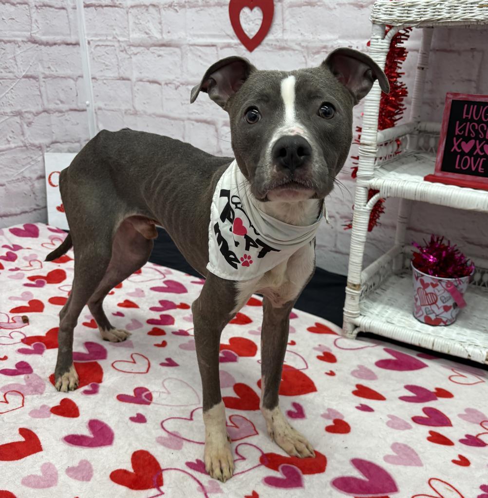 Enlarge Barksy, a Adoptable mixed breed in Detroit, MI image 2/6