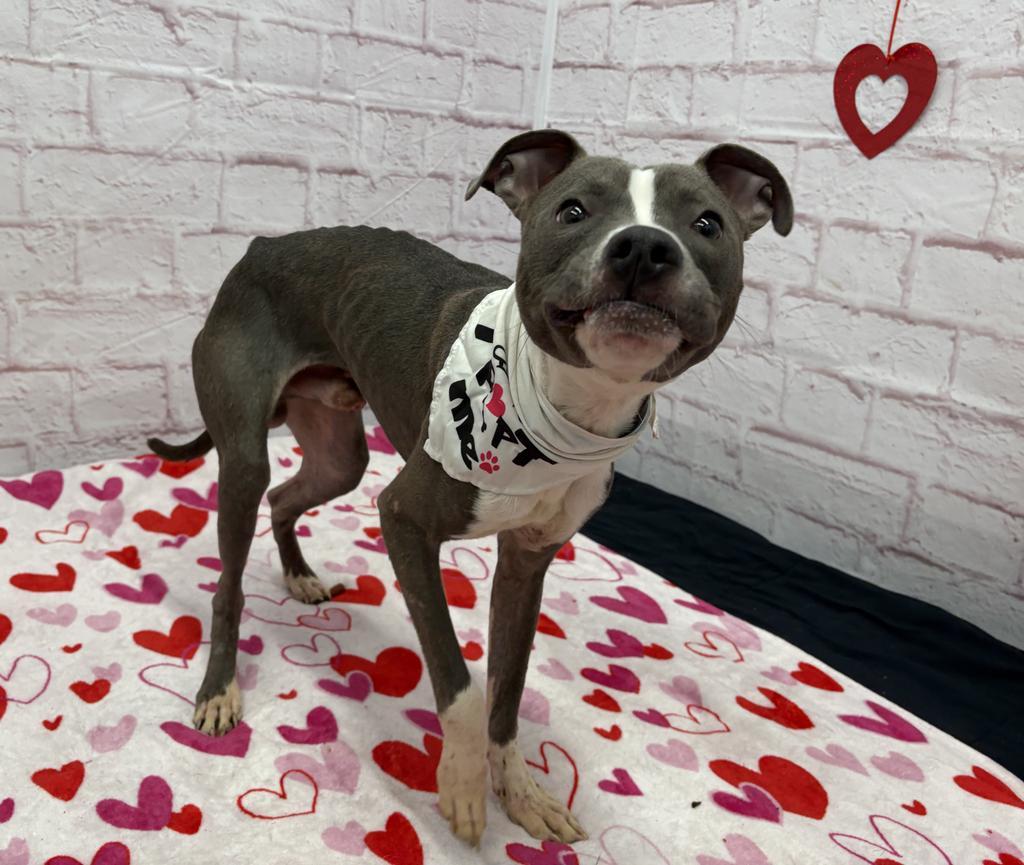 Enlarge Barksy, a Adoptable mixed breed in Detroit, MI image 6/6