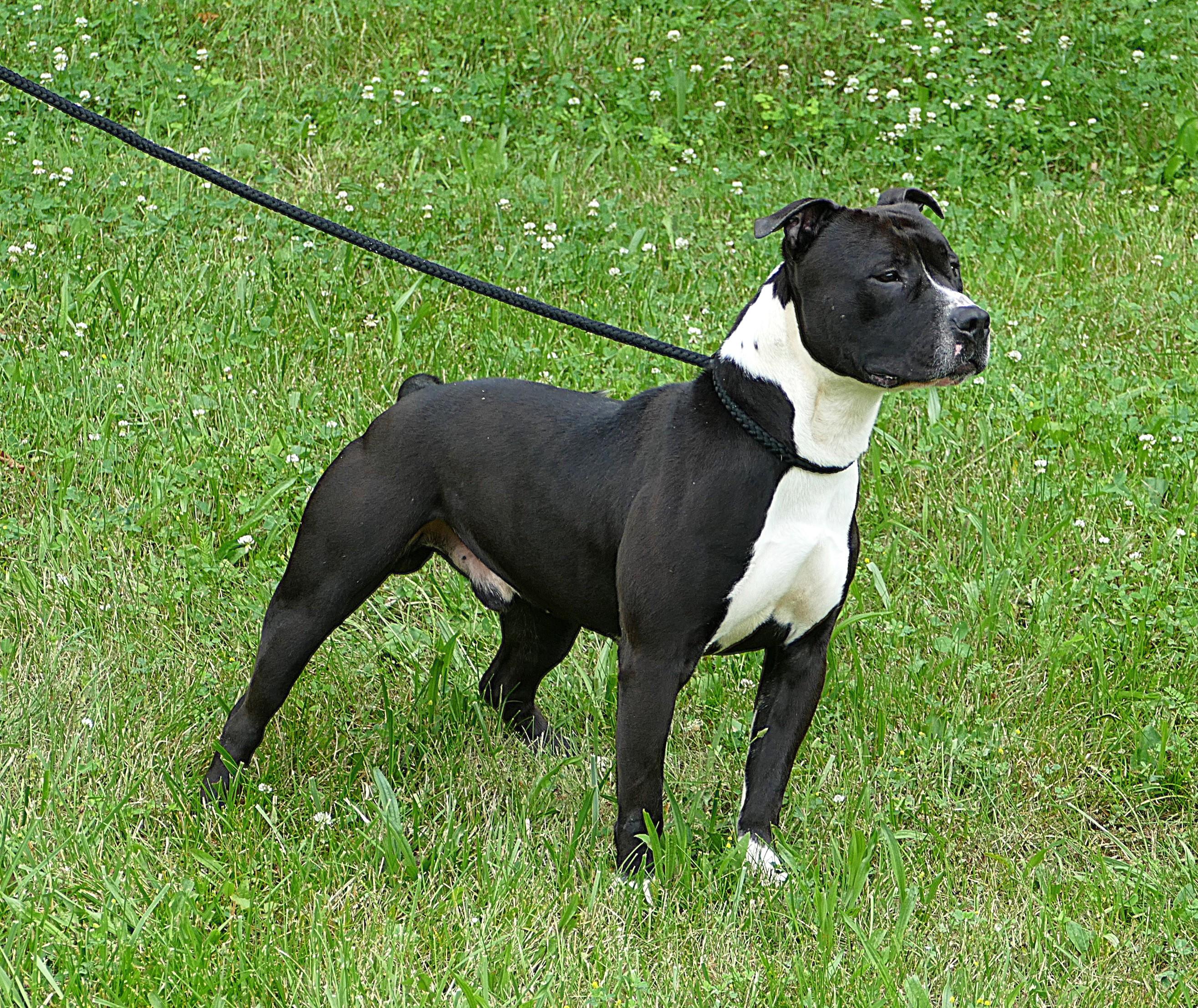 COBI, an adoptable mixed breed in Beechbottom, WV image 2/4