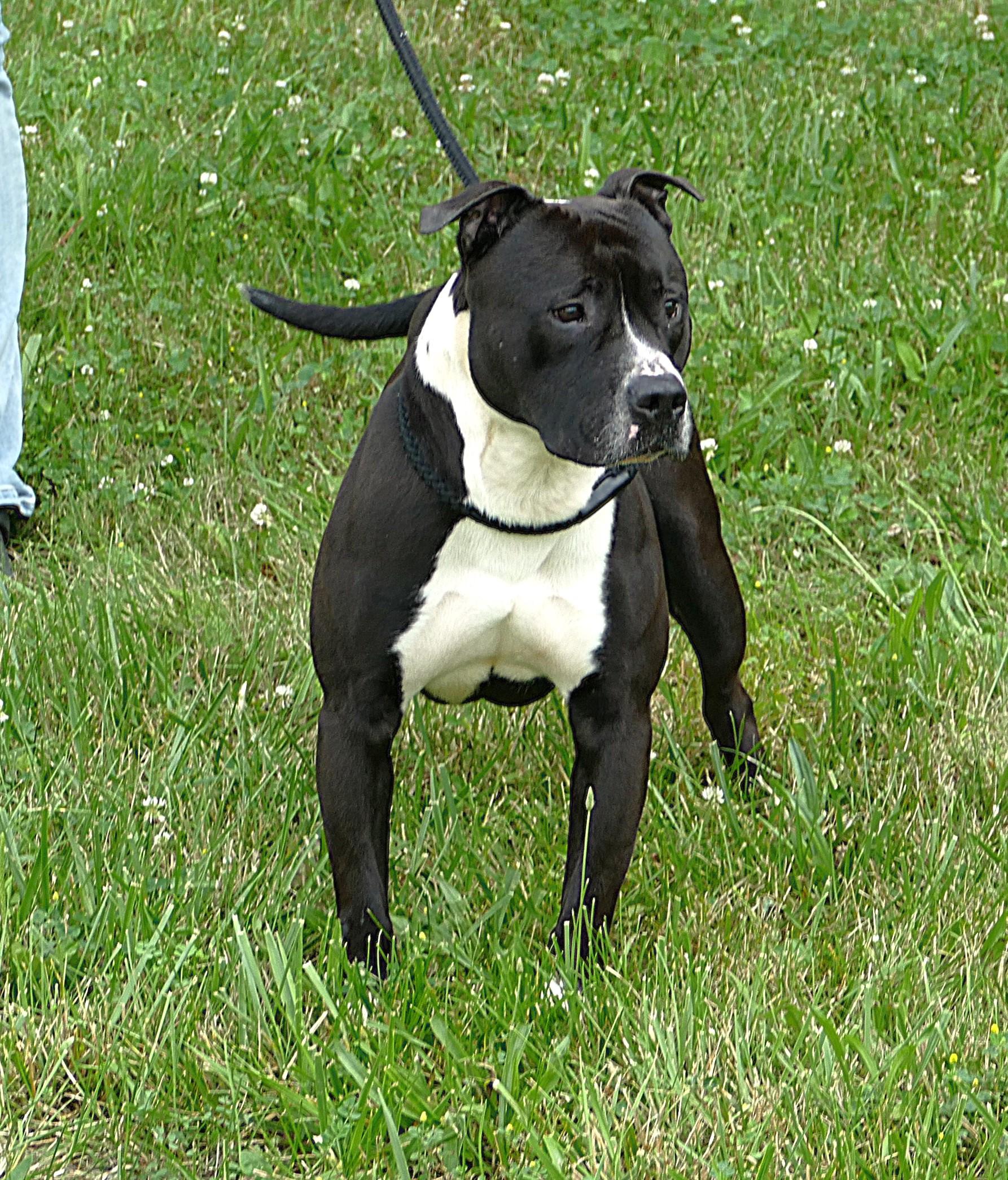COBI, an adoptable mixed breed in Beechbottom, WV image 3/4