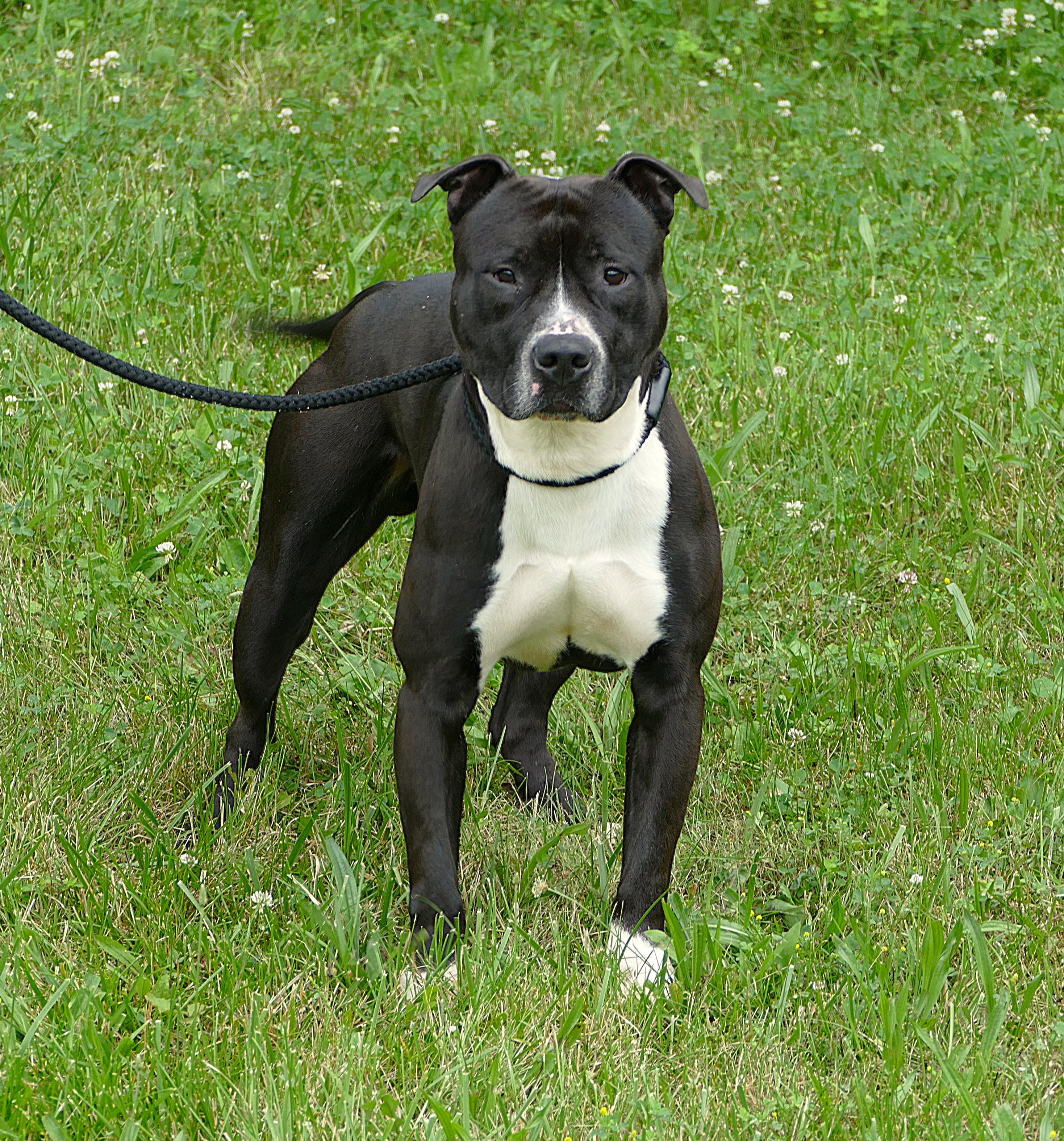 COBI, adoptable, Adult Male Pit Bull Terrier.