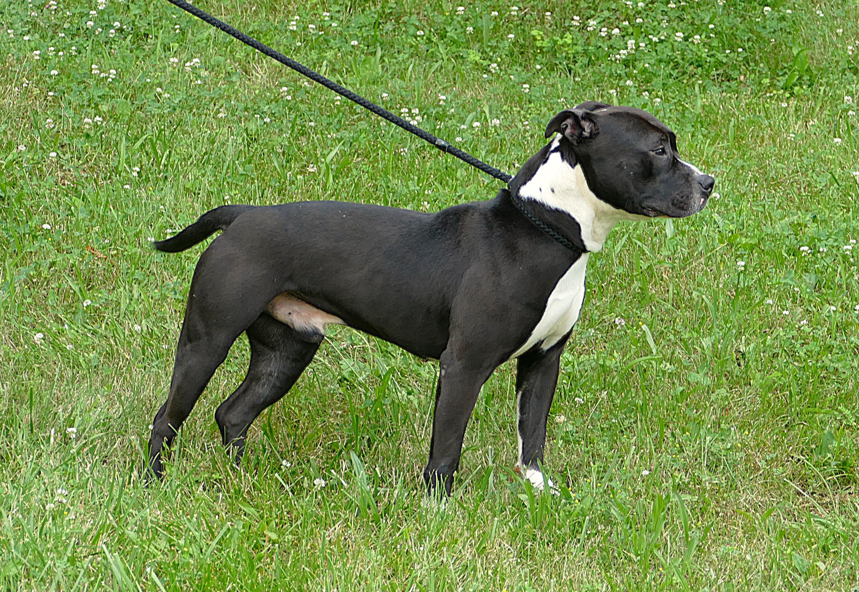 COBI, an adoptable mixed breed in Beechbottom, WV image 4/4