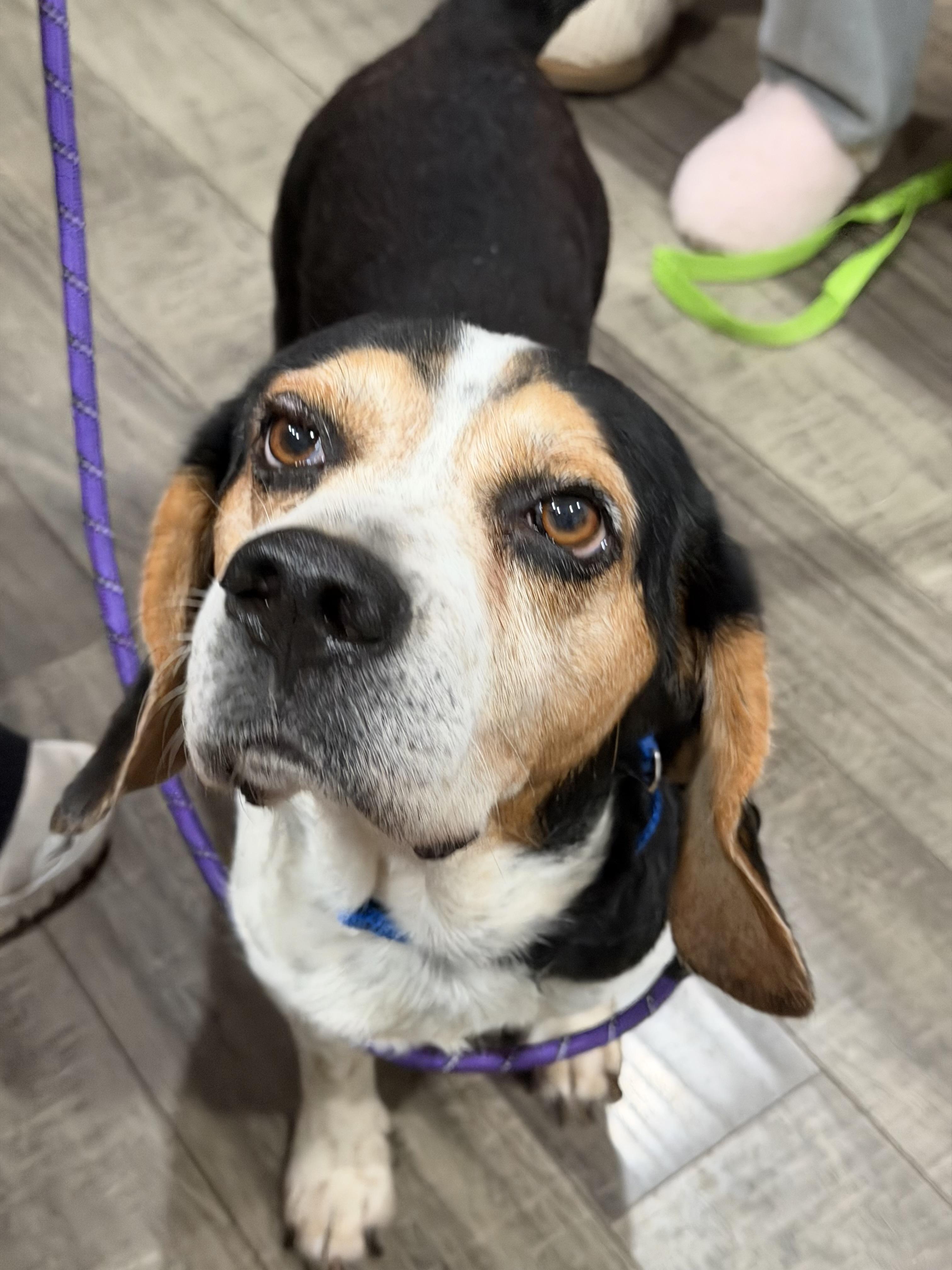 Mortimer FKA Benny , an adopted mixed breed in Mahwah, NJ image 3/5