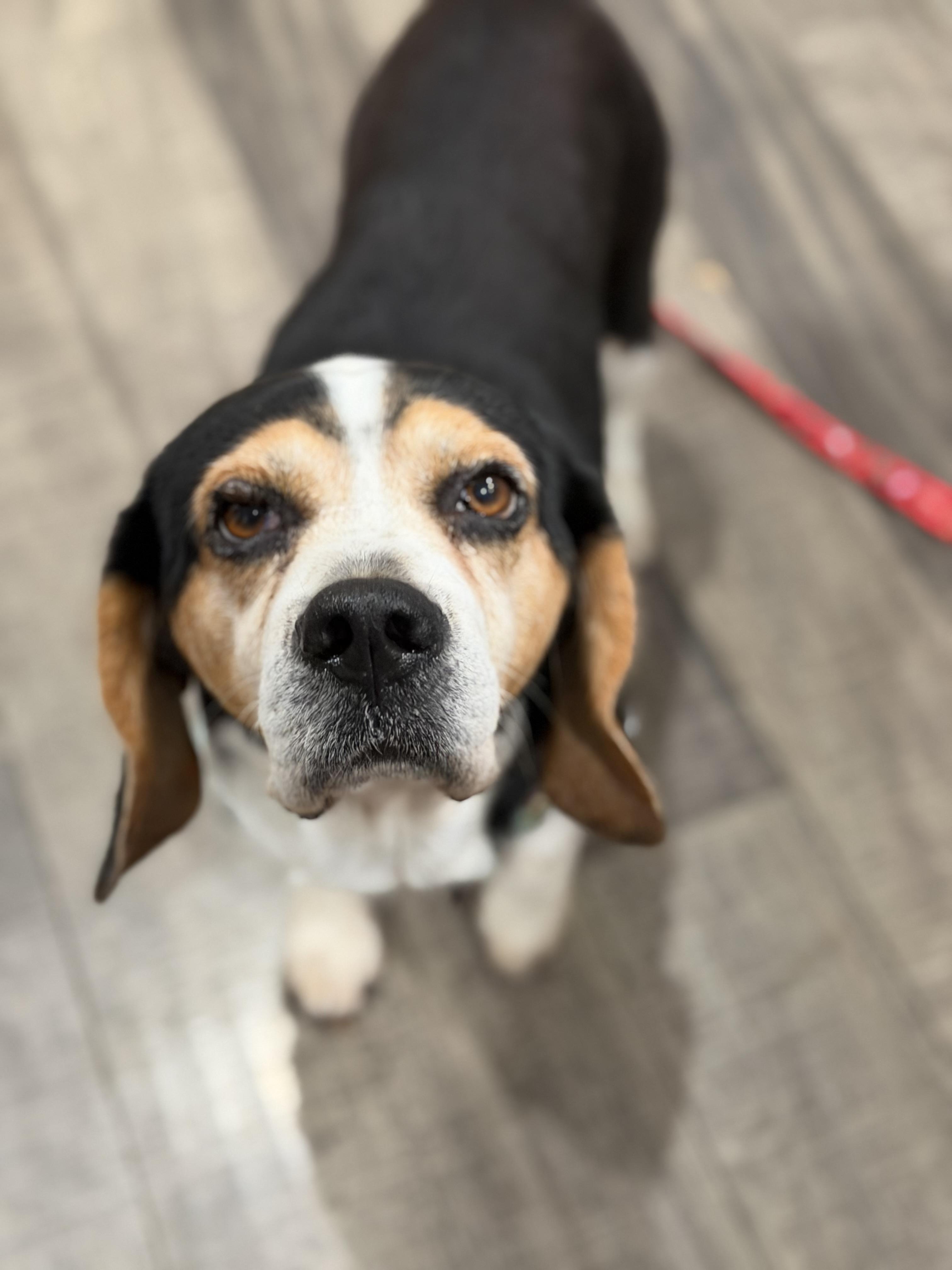 Mortimer FKA Benny , adopted, Adult Male Beaglier & Cavalier King Charles Spaniel.