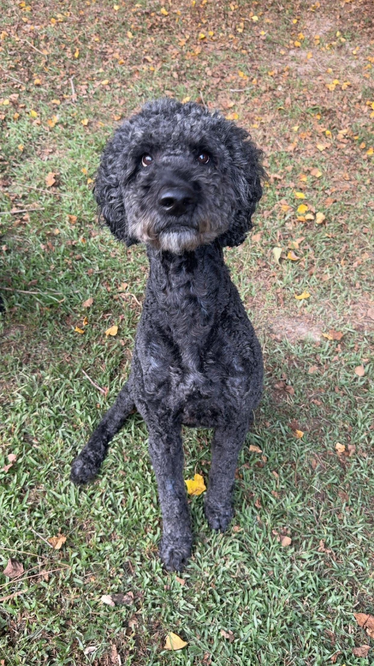 Tank, Adoptable, Adult Male Standard Poodle.