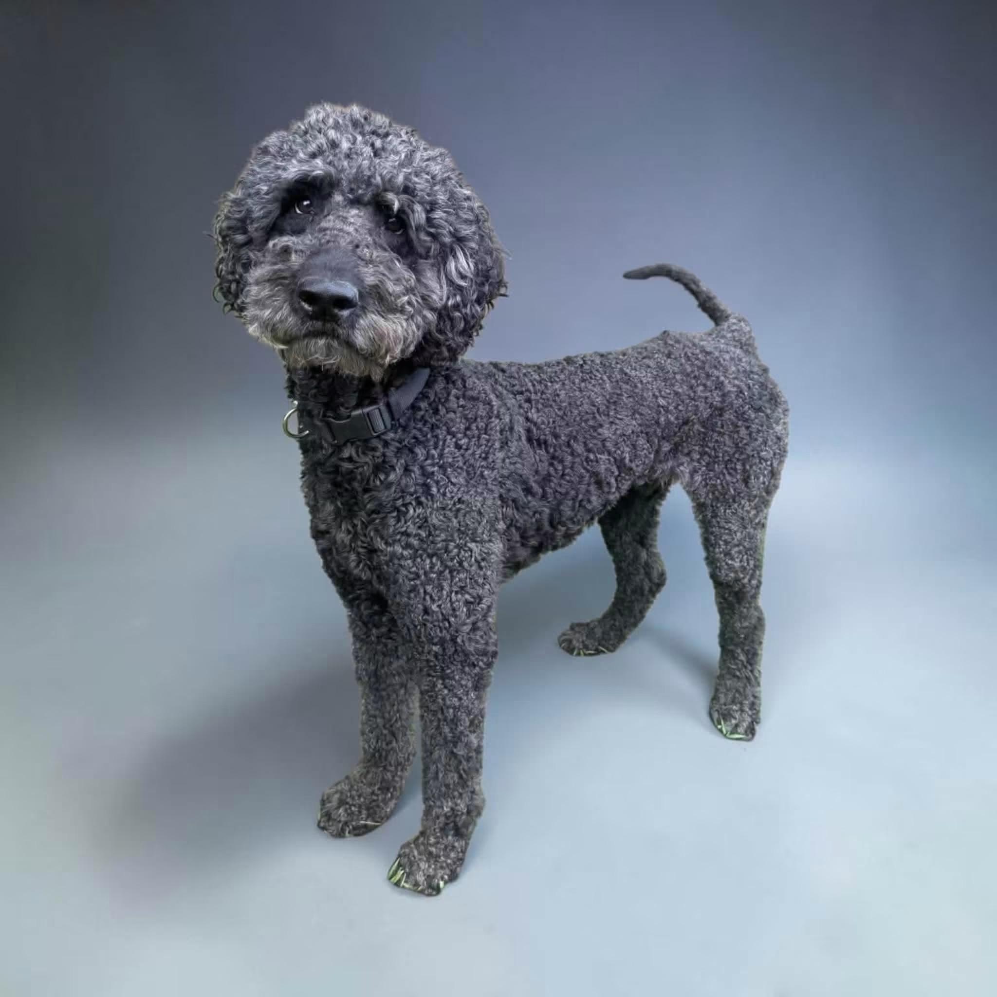 Standard Poodles for Adoption in Mandeville, Louisiana | Petfinder