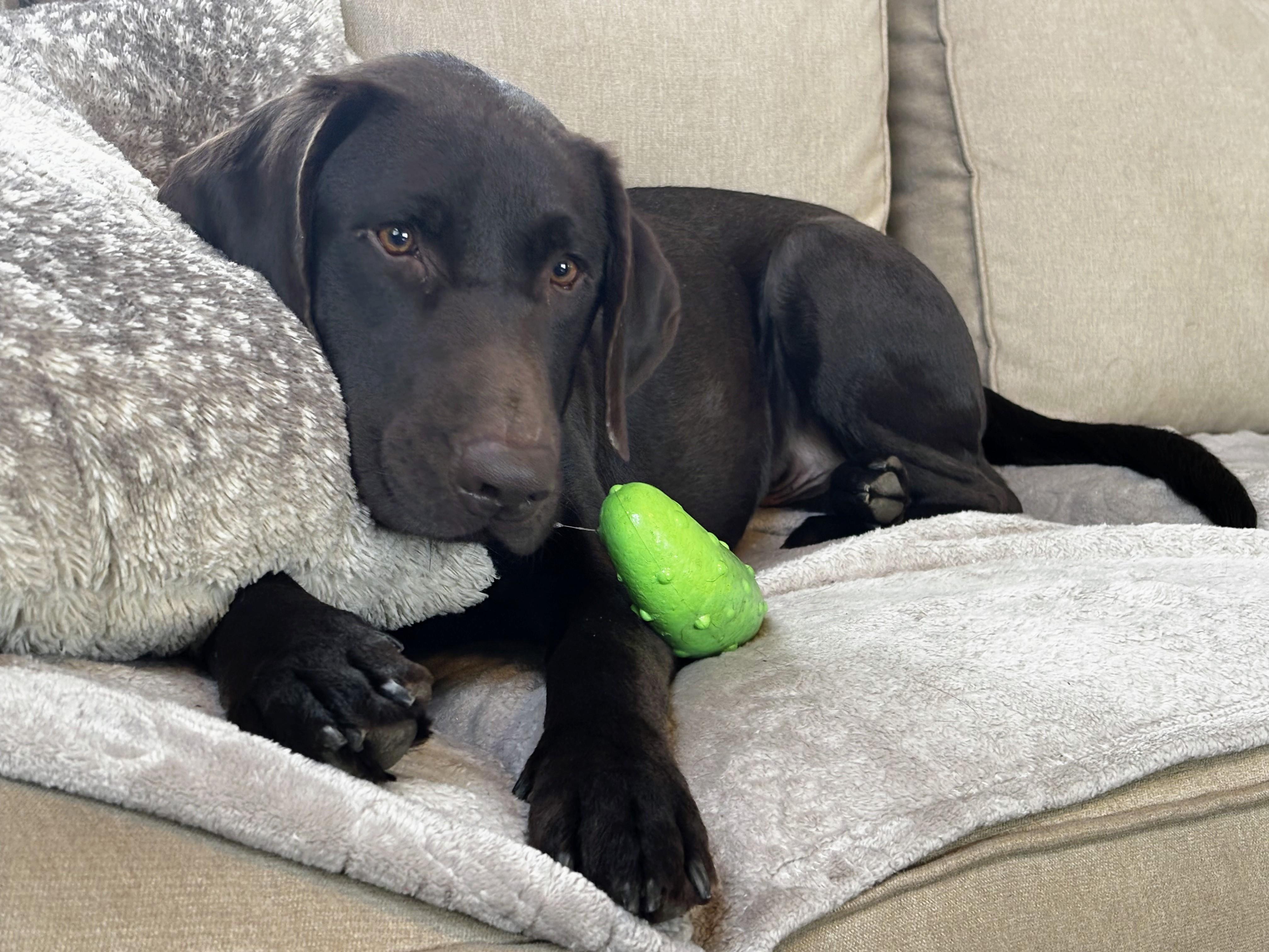 EJ - Fostered in the Hudson Valley,  NY, Adoptable, Young Male Chocolate Labrador Retriever & Labrador Retriever.