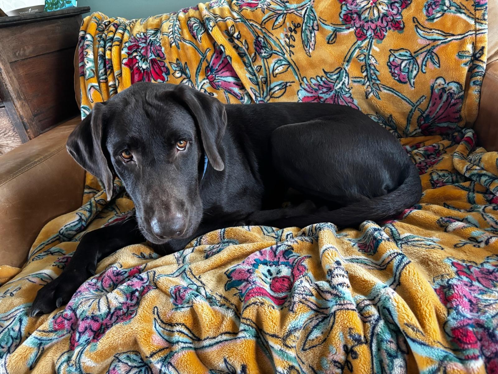 EJ - Fostered in the Hudson Valley, NY, an adopted mixed breed in Willington, CT image 4/6