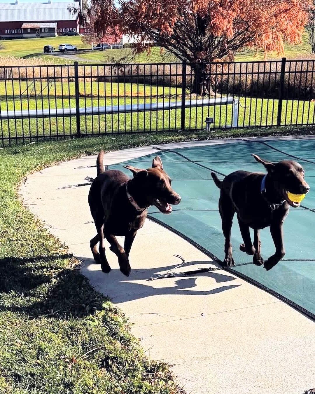 EJ - Fostered in the Hudson Valley, NY, an adopted mixed breed in Willington, CT image 5/6