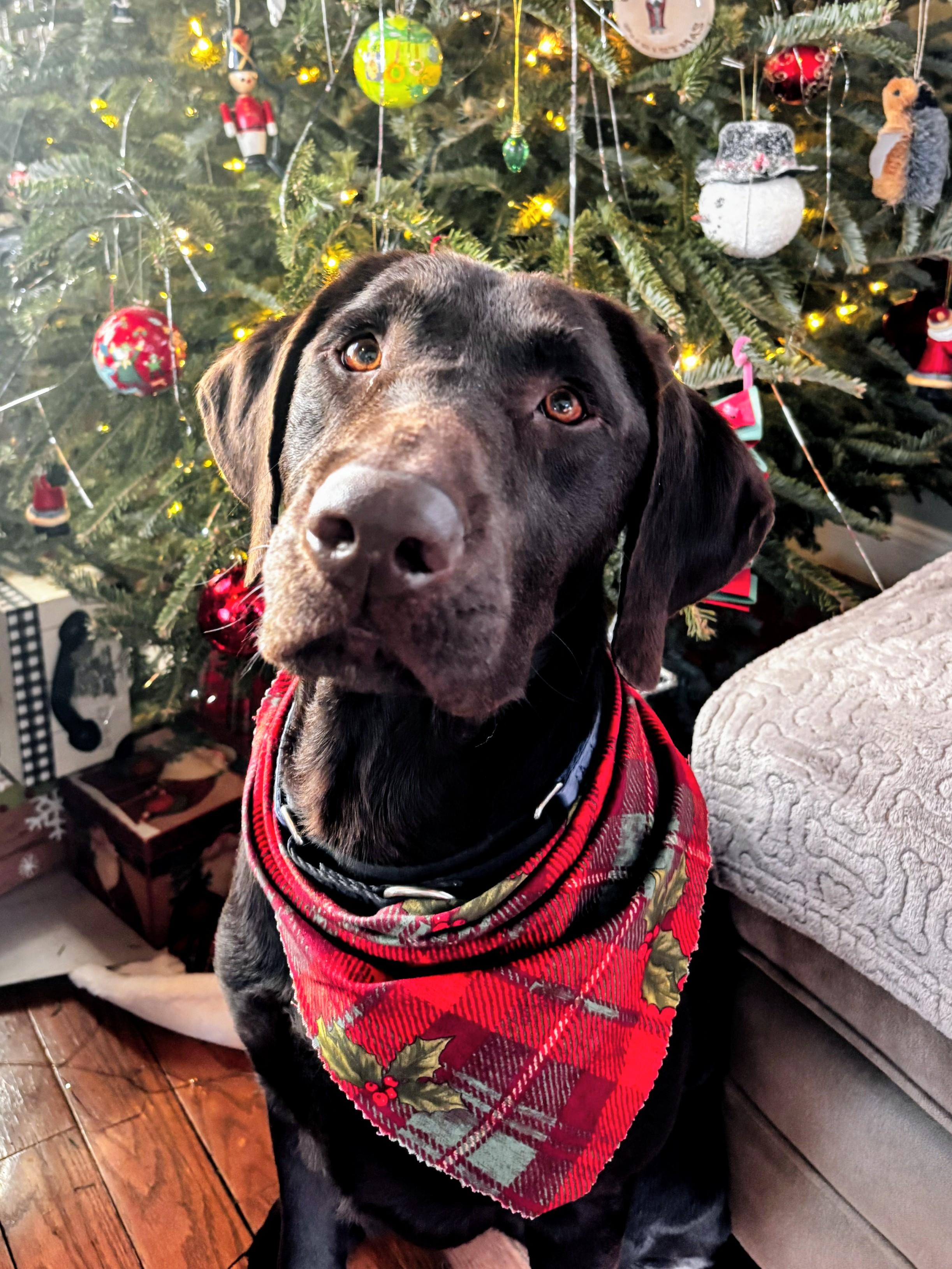 EJ - Fostered in the Hudson Valley, NY, an adopted mixed breed in Willington, CT image 2/6