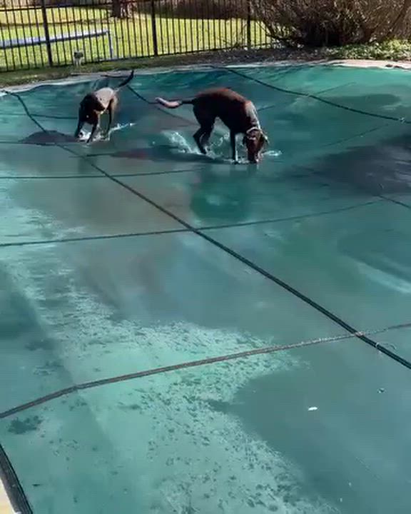 Enlarge EJ - Fostered in the Hudson Valley,  NY, an adopted mixed breed in Willington, CT video 6/6