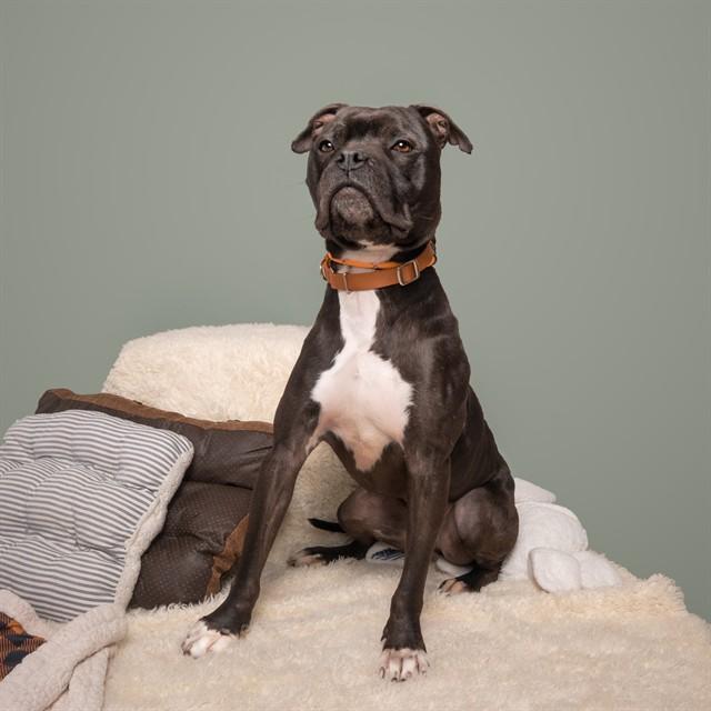 CISCO, Adoptable, Adult Male Terrier.