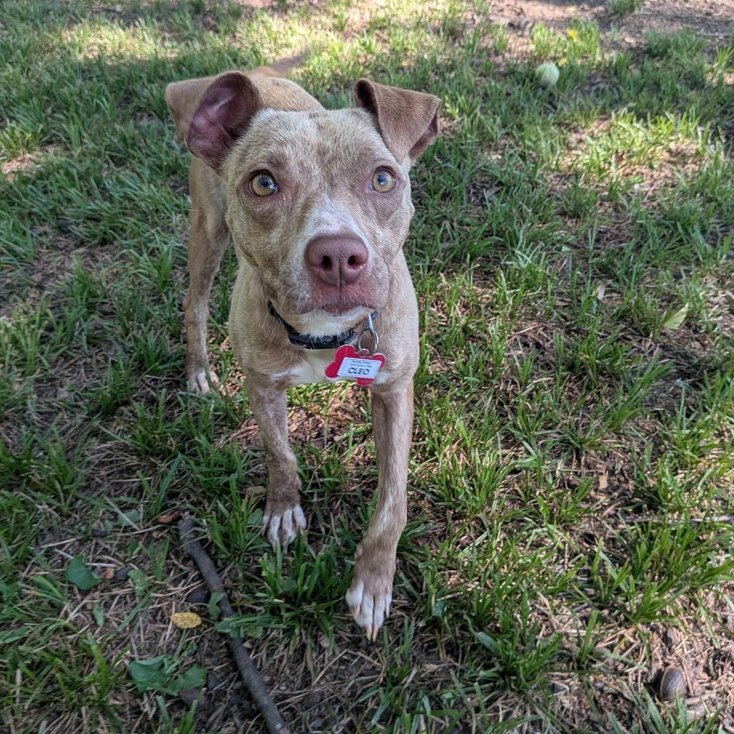 Cleo, Adoptable, Adult Female Pit Bull Terrier.