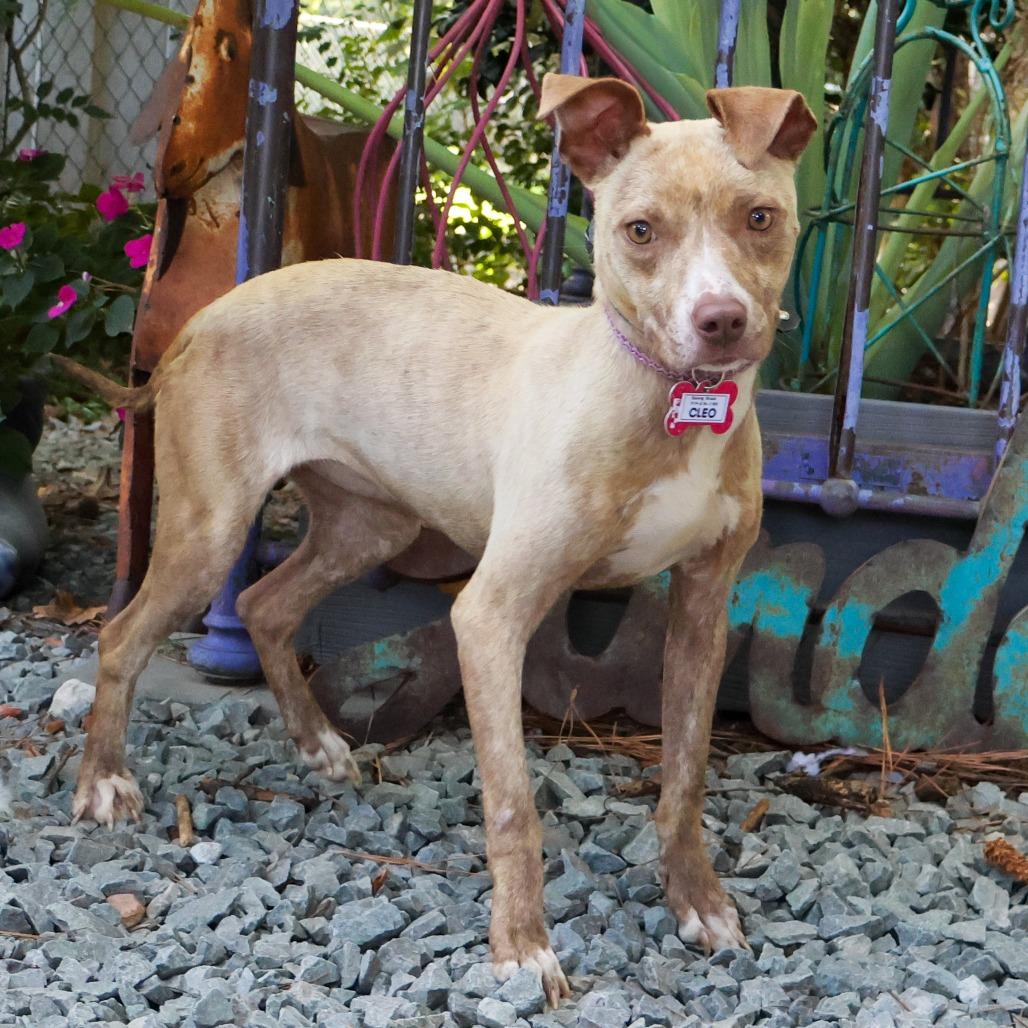 Enlarge Cleo, a Adoptable Pit Bull Terrier in Wake Forest, NC image 2/6