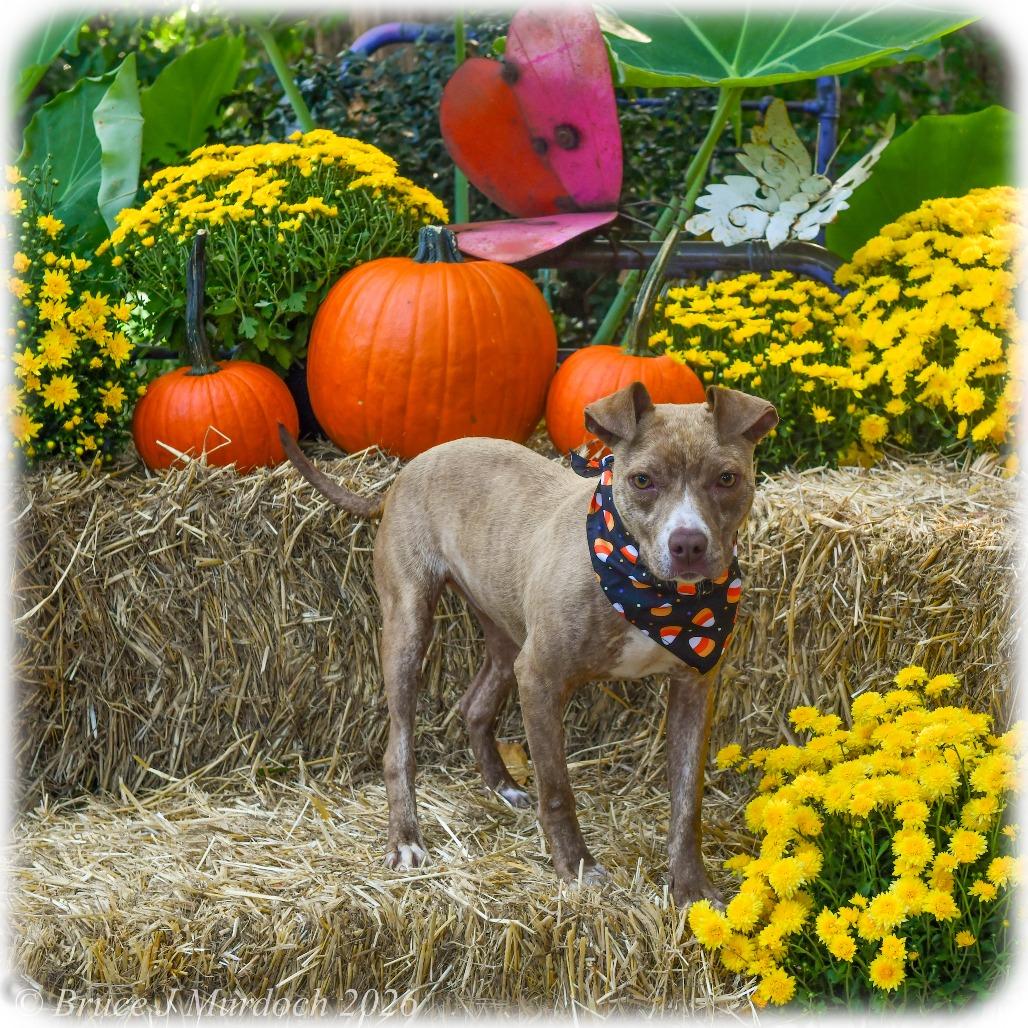 Enlarge Cleo, a Adoptable Pit Bull Terrier in Wake Forest, NC image 3/6