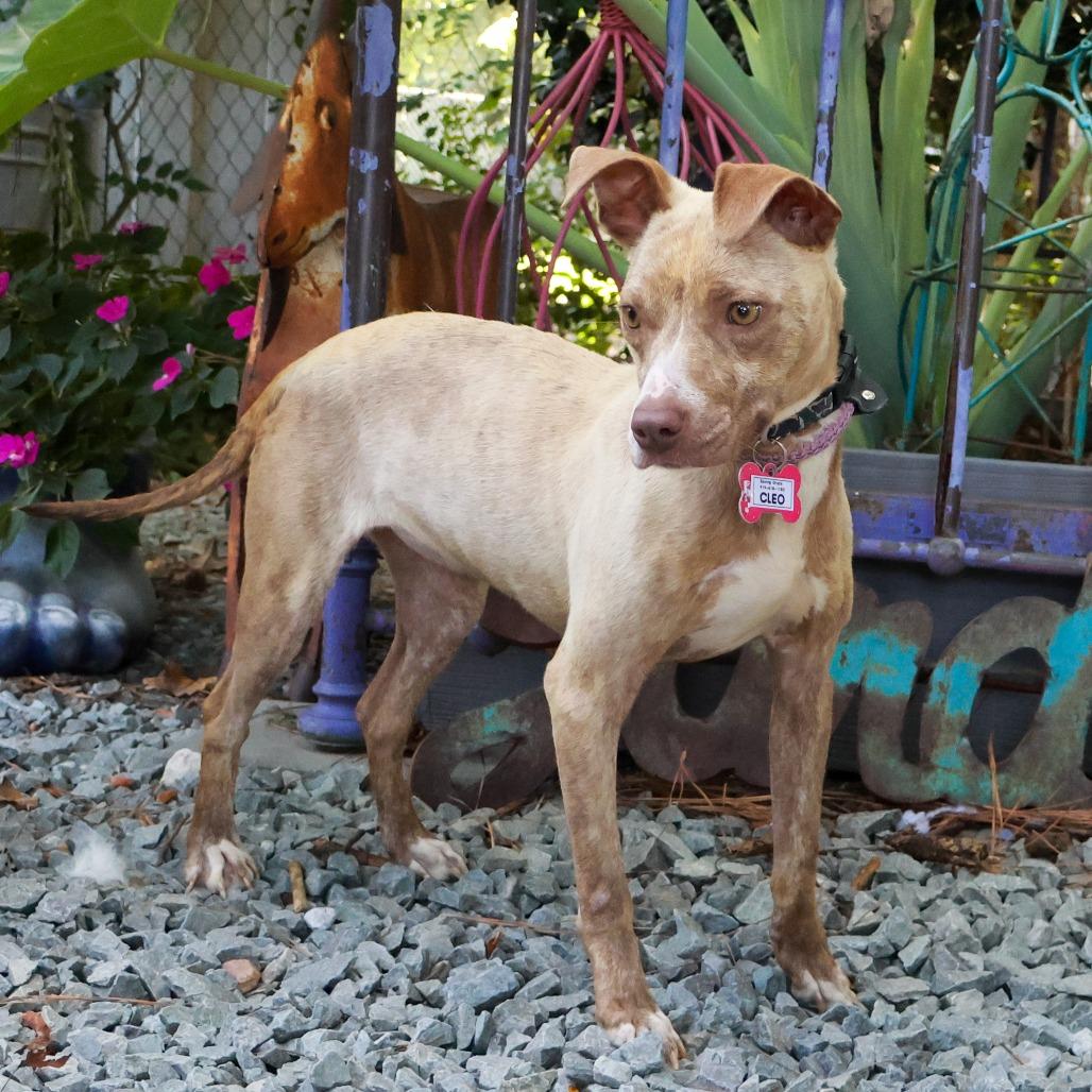 Enlarge Cleo, a Adoptable Pit Bull Terrier in Wake Forest, NC image 4/6
