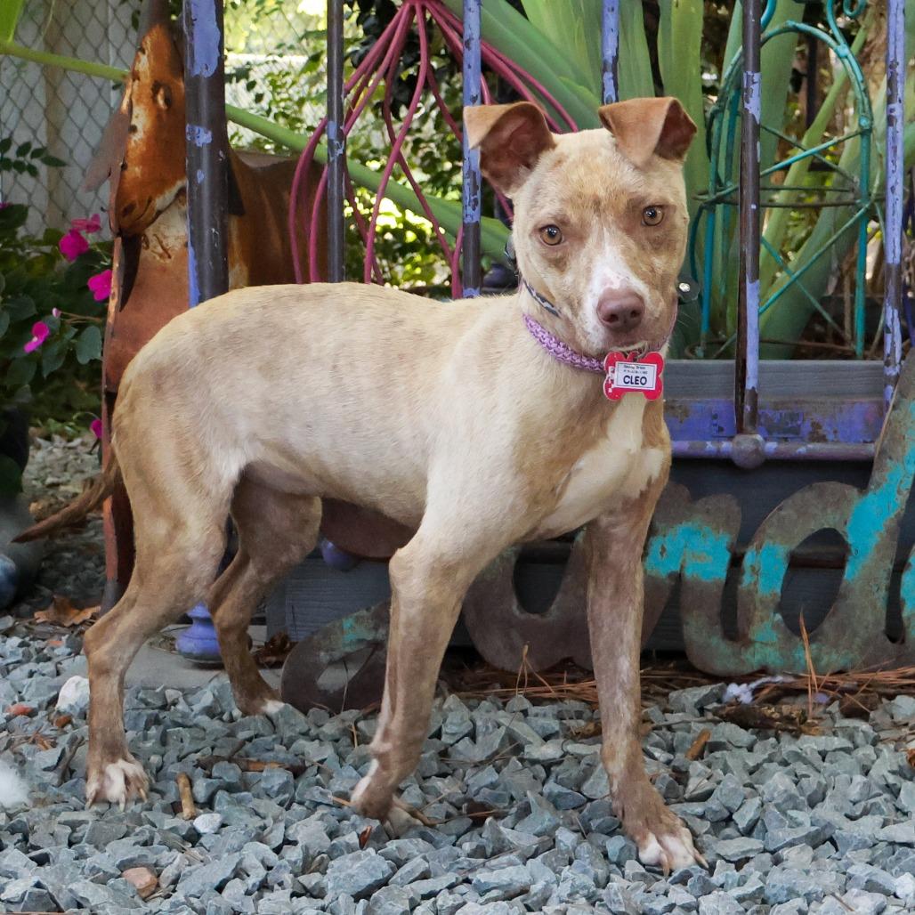 Enlarge Cleo, a Adoptable Pit Bull Terrier in Wake Forest, NC image 5/6