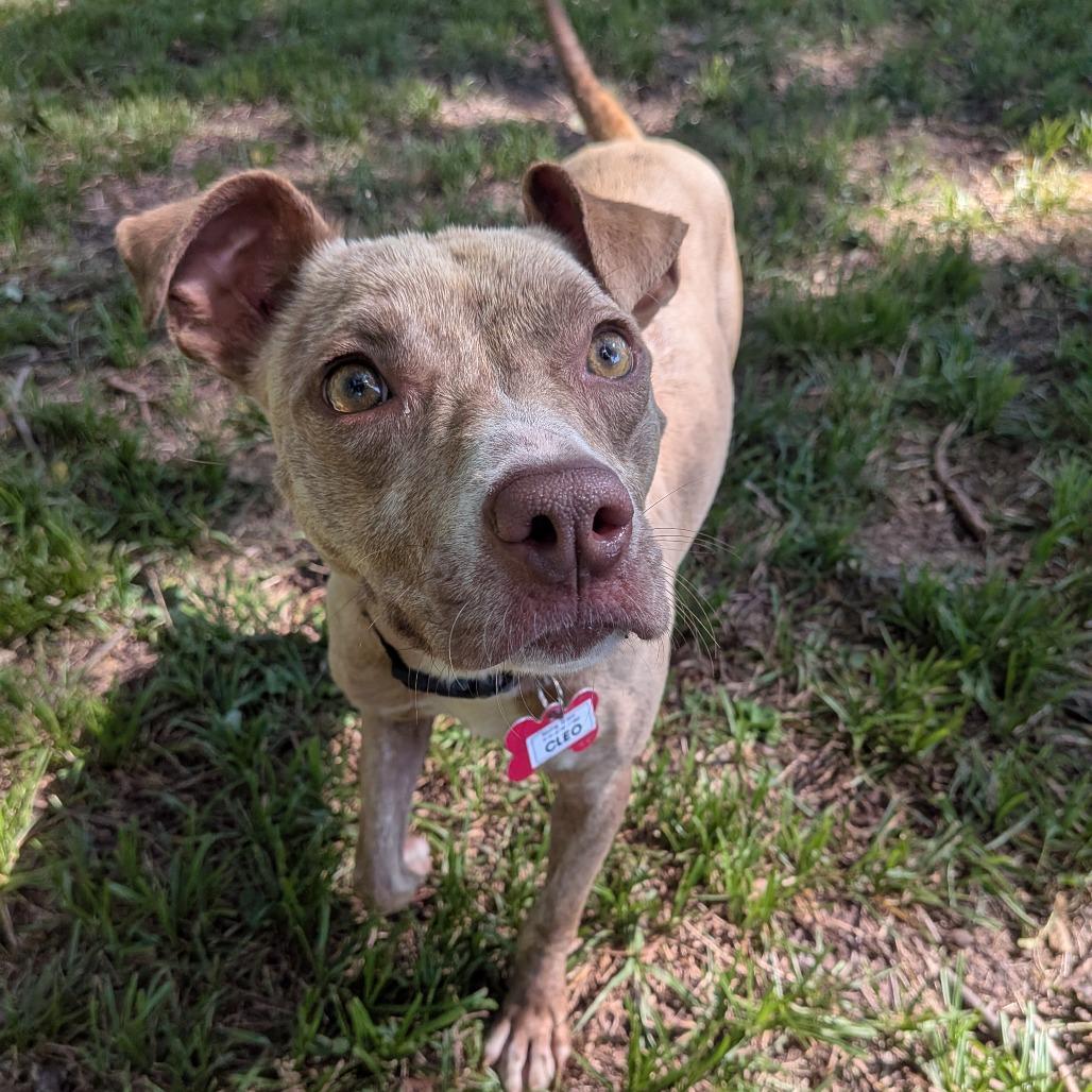 Enlarge Cleo, a Adoptable Pit Bull Terrier in Wake Forest, NC image 6/6