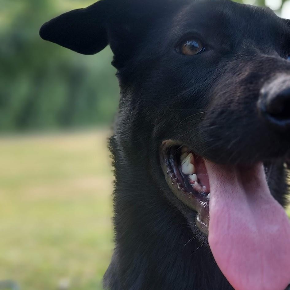 Enlarge Paddy (Paddington), a Adoptable mixed breed in Etobicoke, ON image 1/5