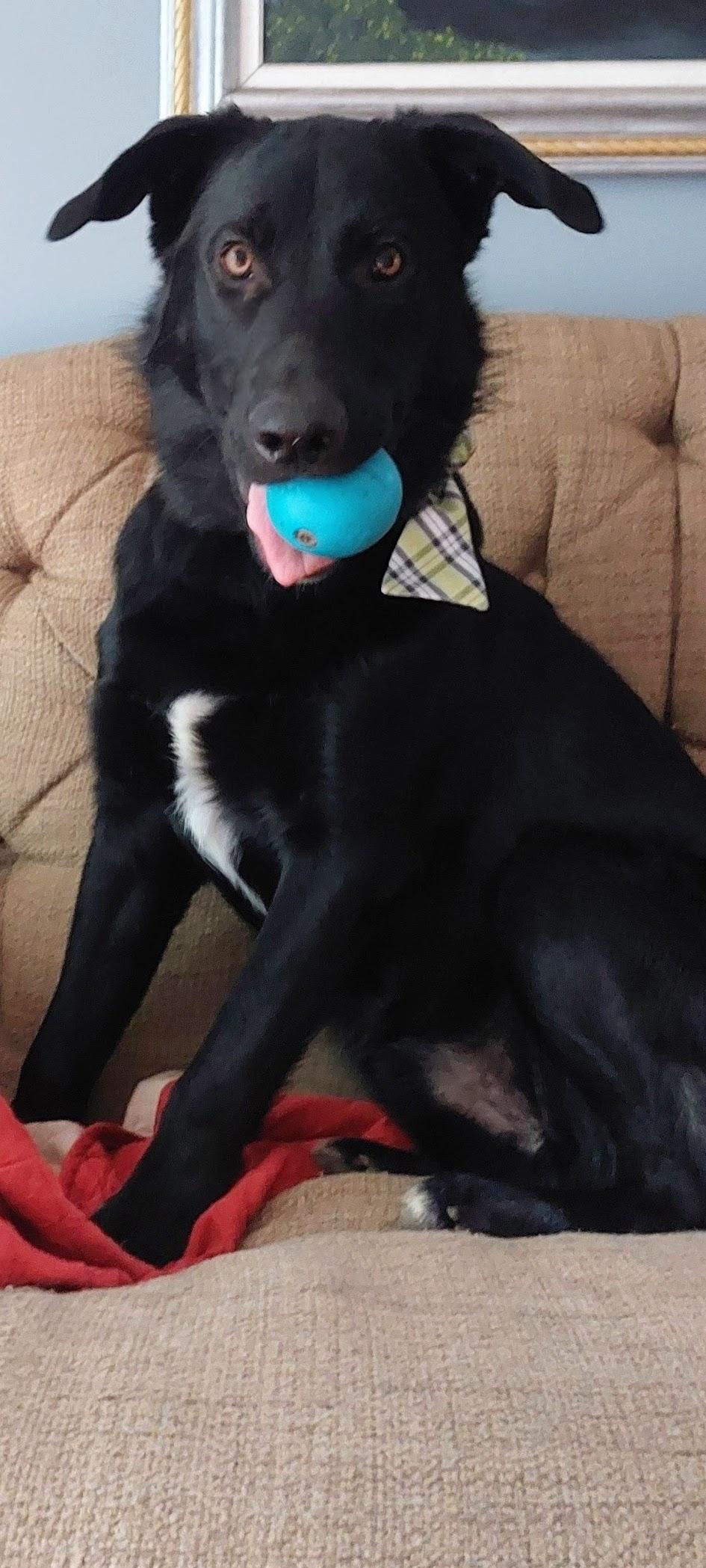 Enlarge Paddy (Paddington), a Adoptable mixed breed in Etobicoke, ON image 2/5