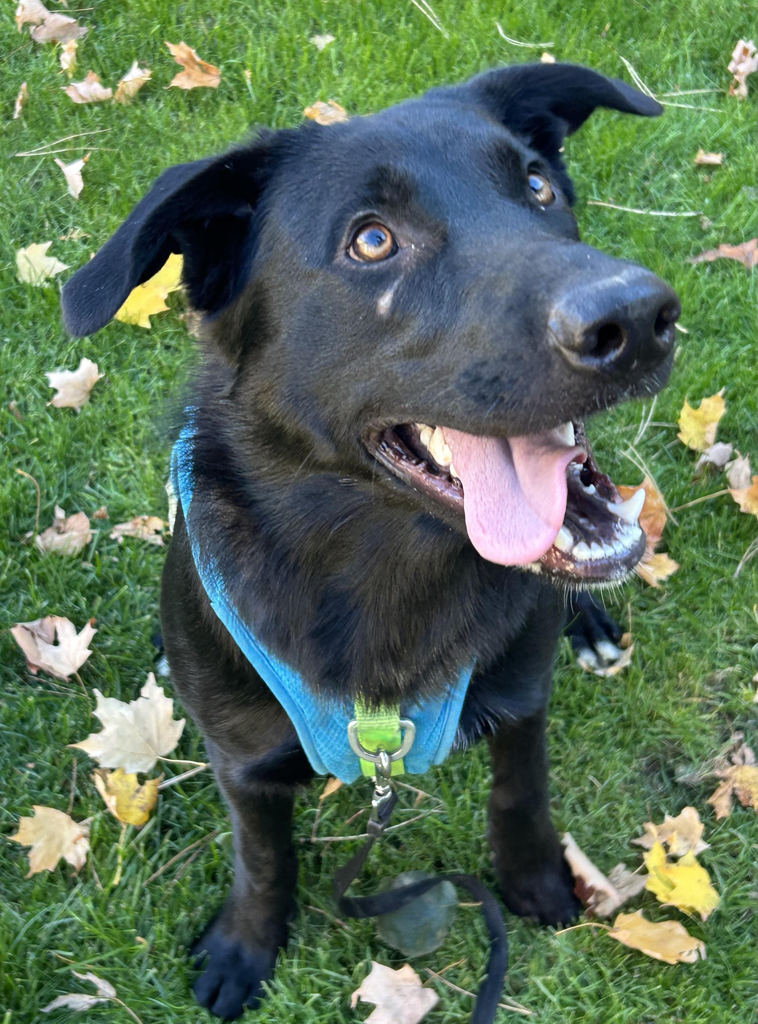 Paddy (Paddington), Adoptable, Young Male Black Labrador Retriever & German Shepherd Dog.