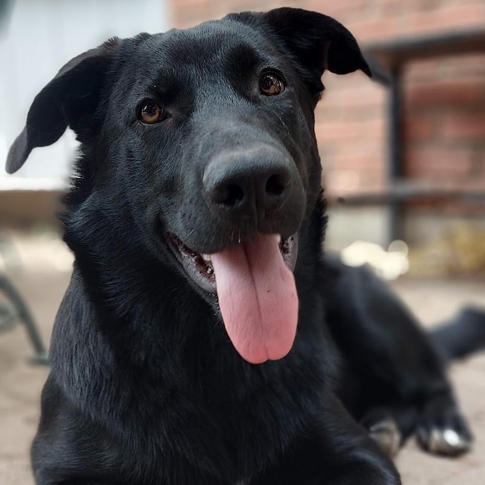 Paddy (Paddington), Adoptable, Young Male Black Labrador Retriever & German Shepherd Dog.