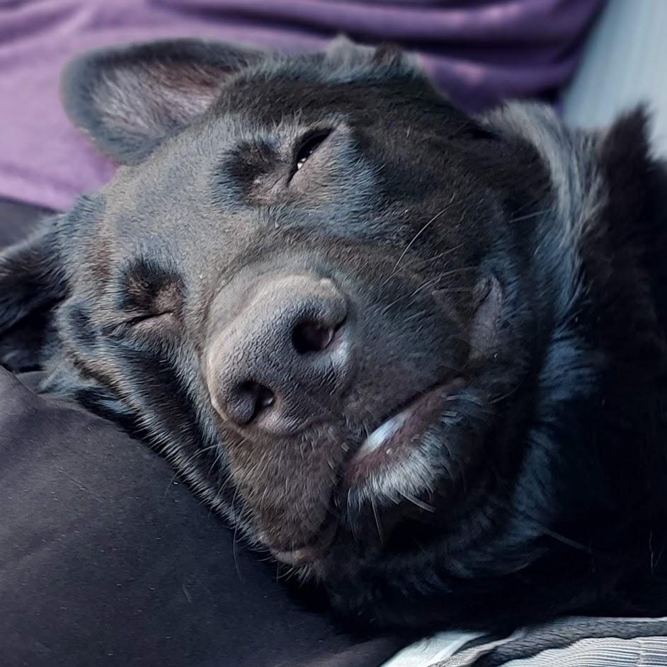 Enlarge Paddy (Paddington), a Adoptable mixed breed in Etobicoke, ON image 5/5