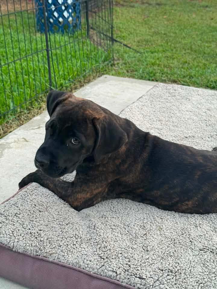 Princess Fiona, a ADOPTABLE Mixed Breed in Wando, SC image 4/5