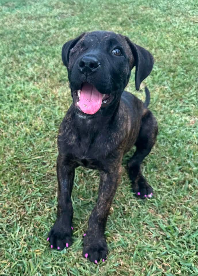 Princess Fiona, a ADOPTABLE Mixed Breed in Wando, SC image 1/5