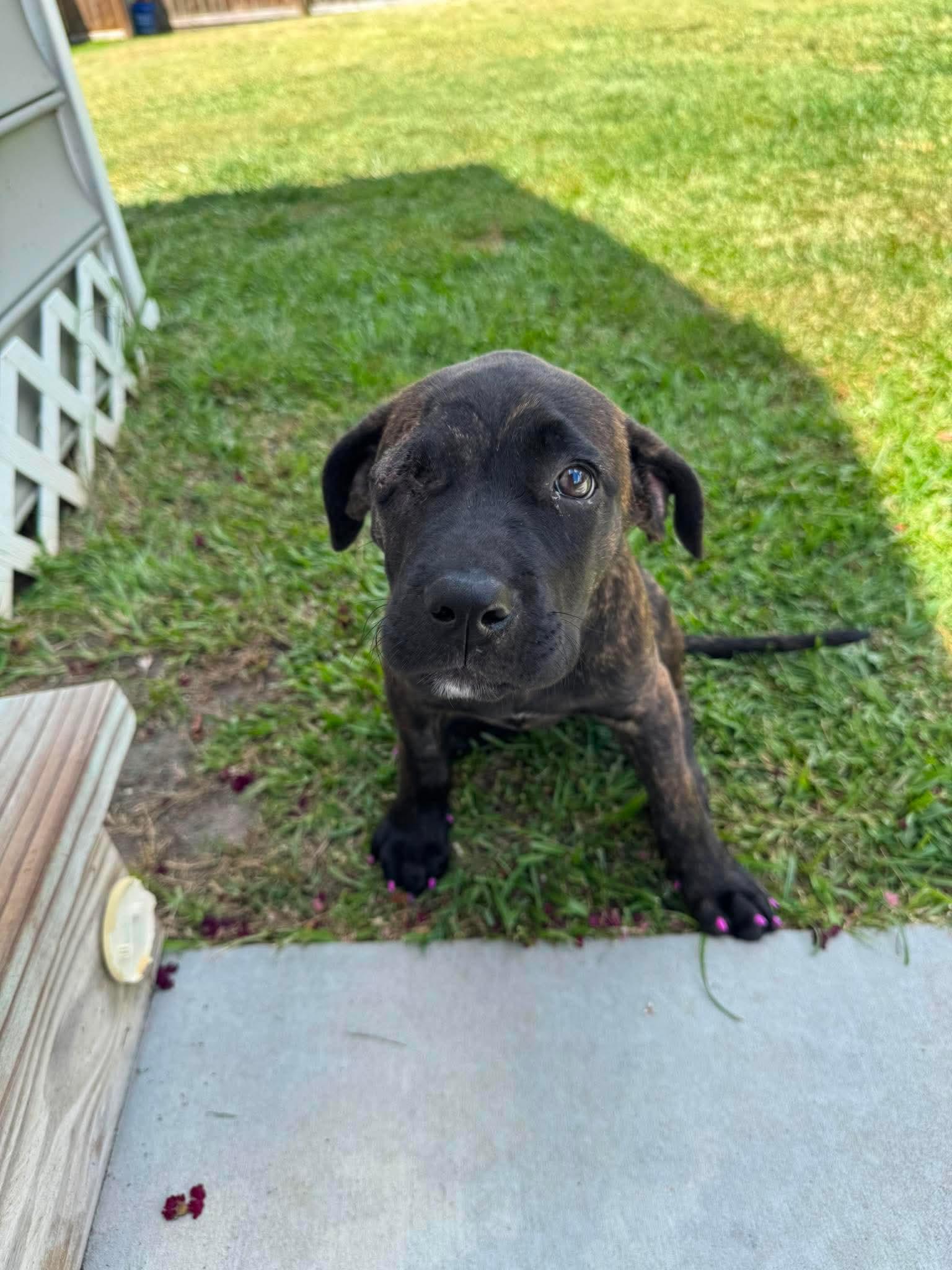 Princess Fiona, a ADOPTABLE Mixed Breed in Wando, SC image 3/5