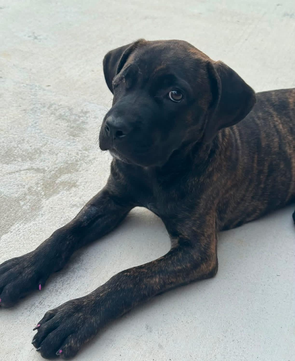 Princess Fiona, a ADOPTABLE Mixed Breed in Wando, SC image 5/5
