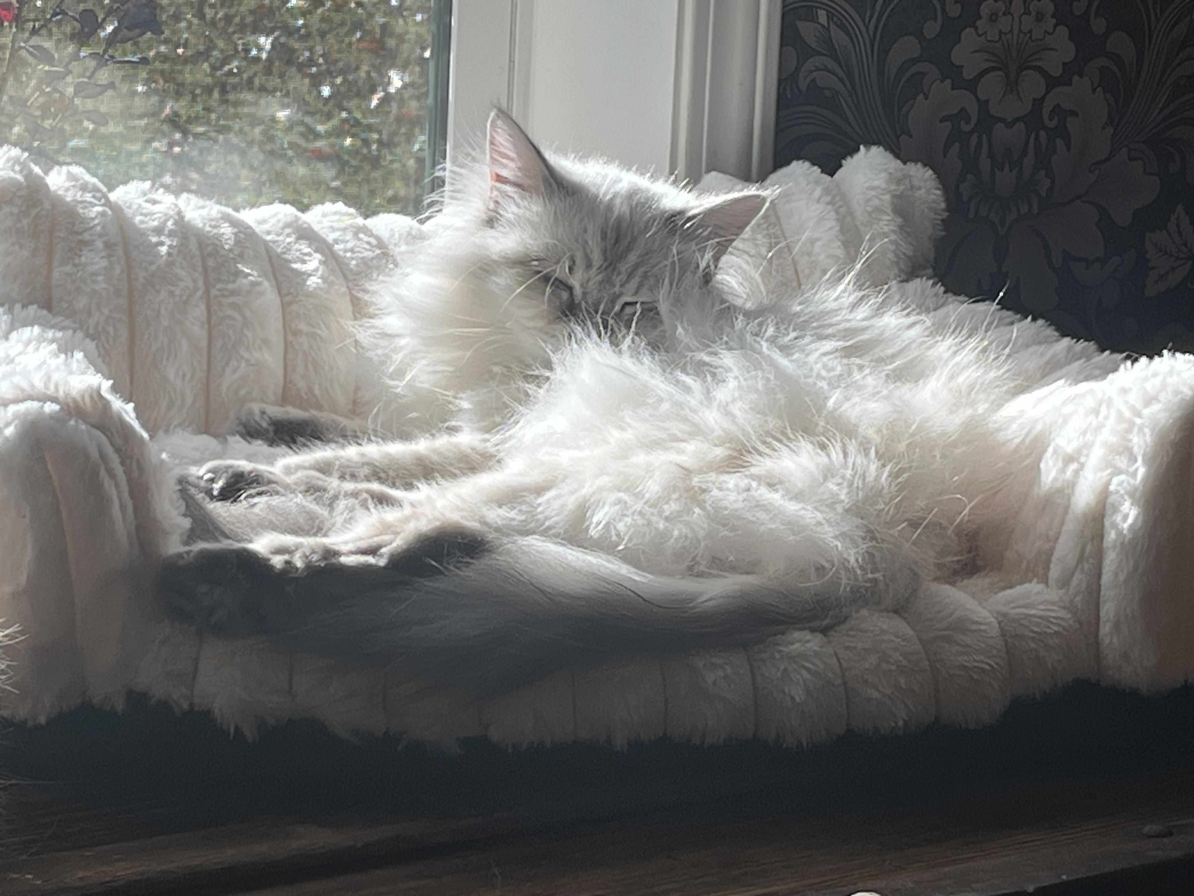 Anastasia and Annabelle