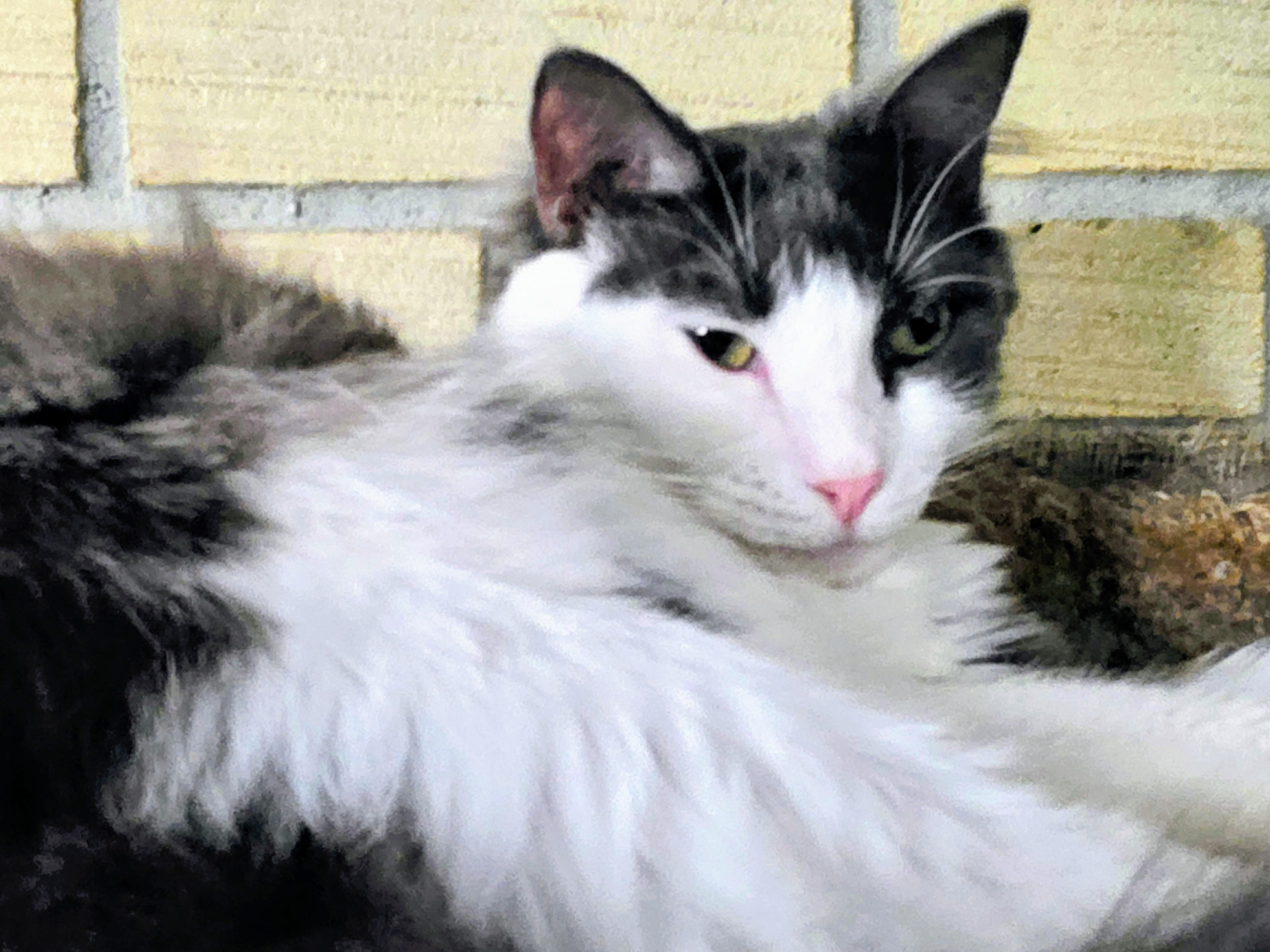 Enlarge Teddie, a Adoptable Domestic Medium Hair in New Port Richey, FL image 5/6