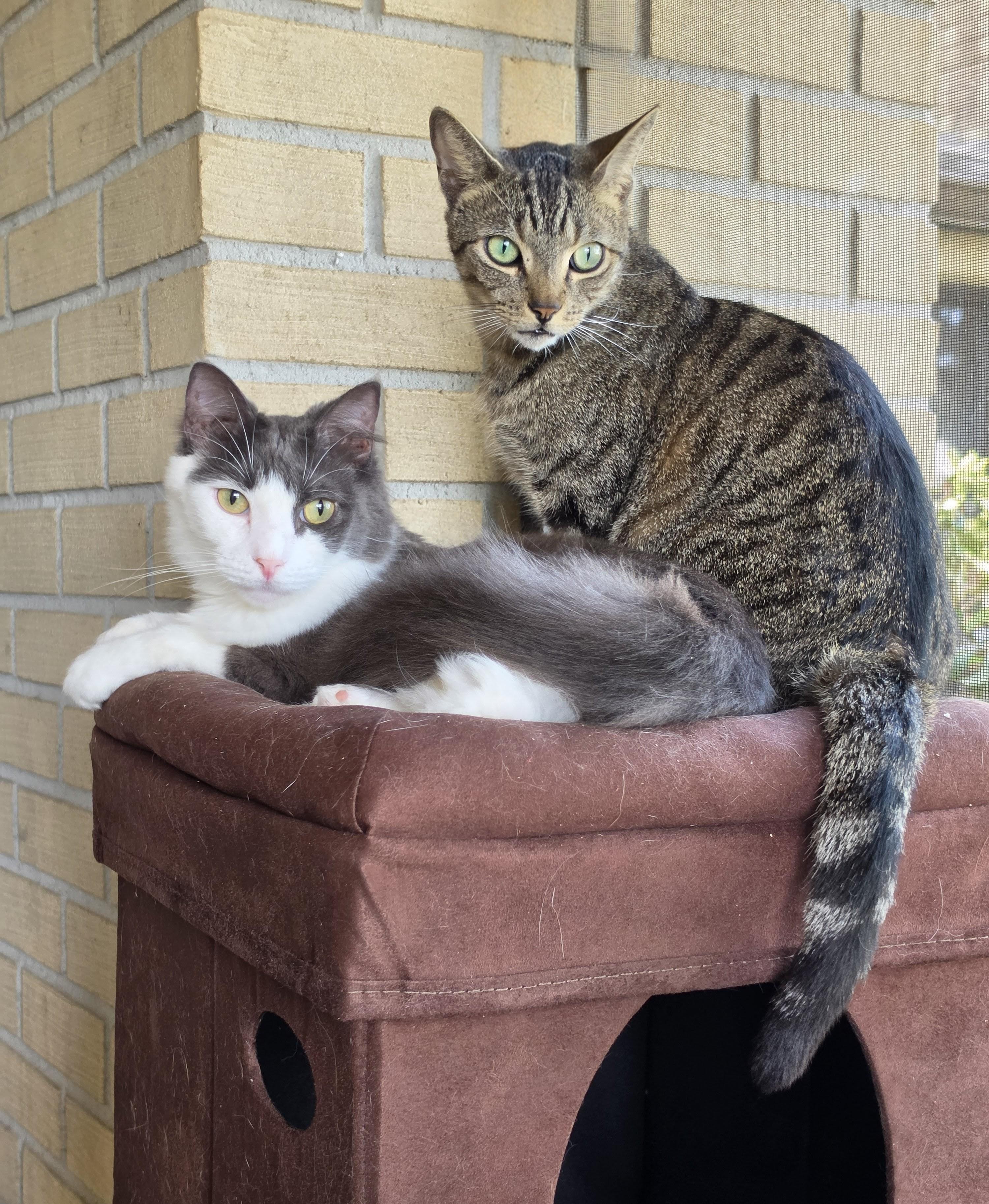 Enlarge Teddie, a Adoptable Domestic Medium Hair in New Port Richey, FL image 6/6