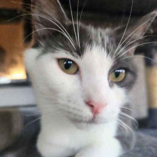 Teddie, a Adoptable Domestic Medium Hair in New Port Richey, FL image 2/4