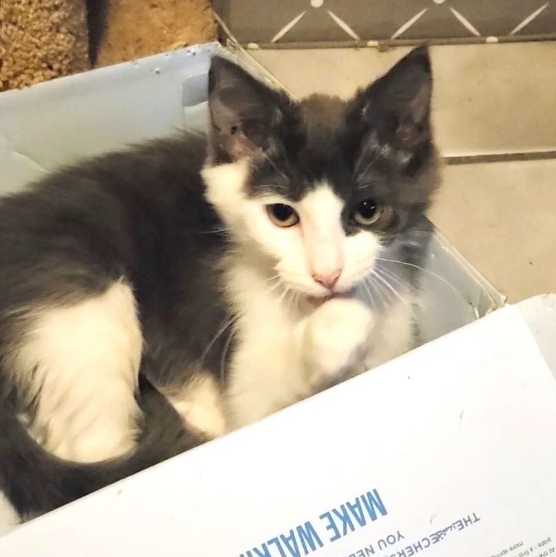 Teddie, a Adoptable Domestic Medium Hair in New Port Richey, FL image 3/4