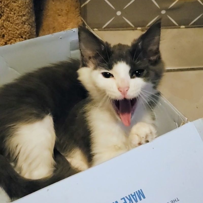 Teddie, a Adoptable Domestic Medium Hair in New Port Richey, FL image 4/4