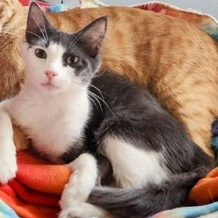 Teddie, Adoptable, Adult Male Domestic Medium Hair.