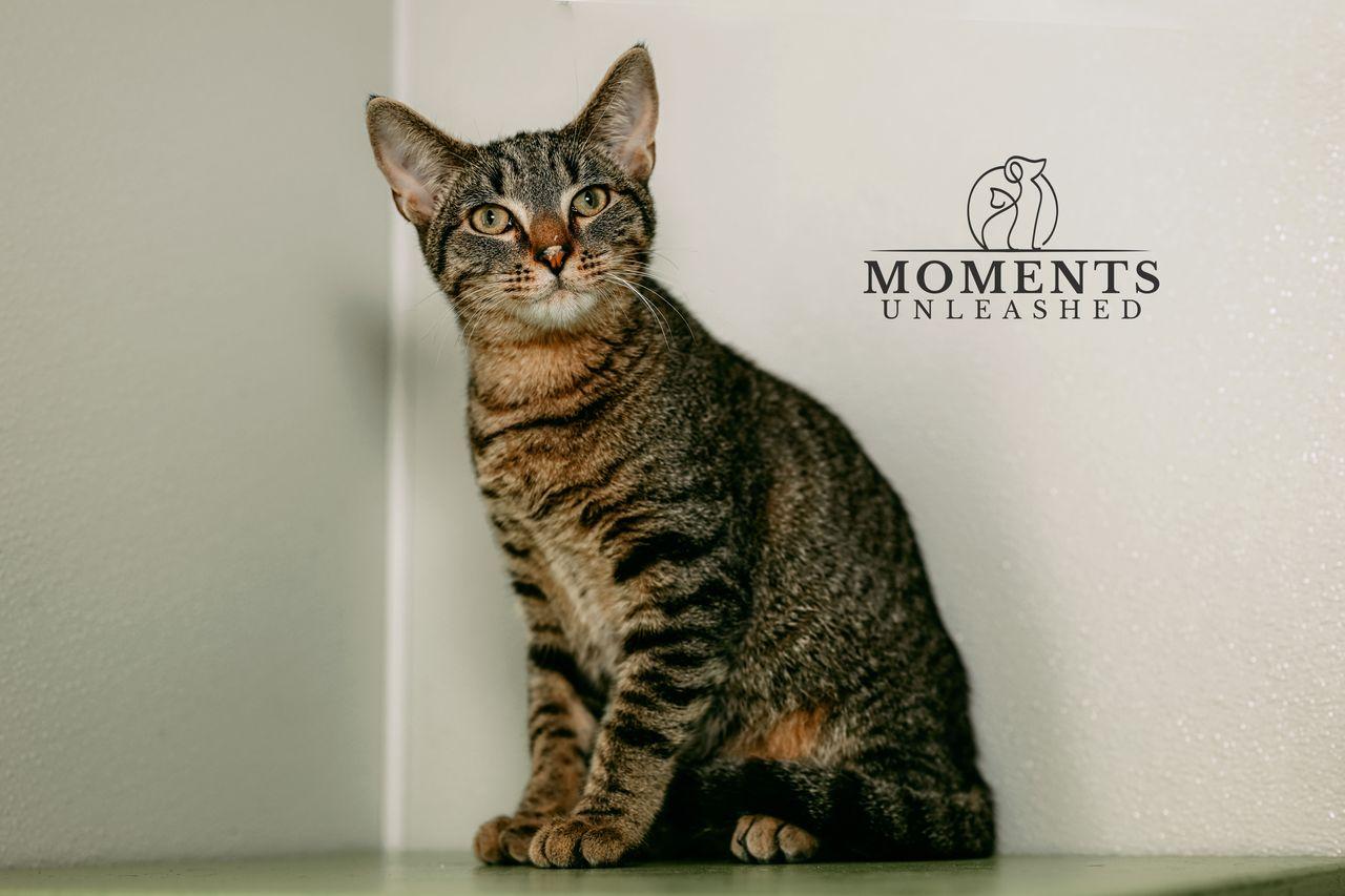 Enlarge Tiger, a ADOPTABLE Domestic Short Hair in Myakka City, FL image 1/3