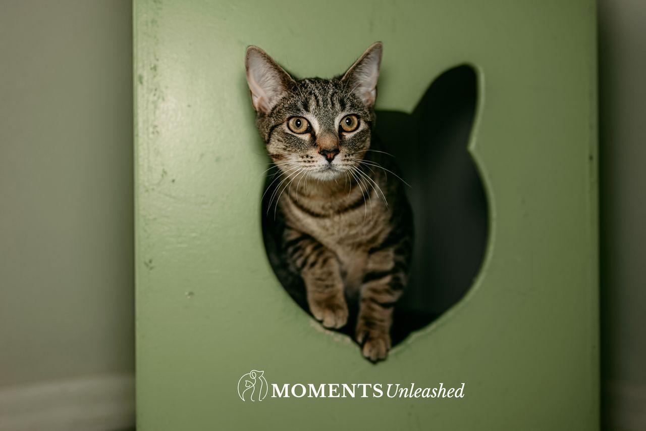 Enlarge Tiger, a ADOPTABLE Domestic Short Hair in Myakka City, FL image 3/3