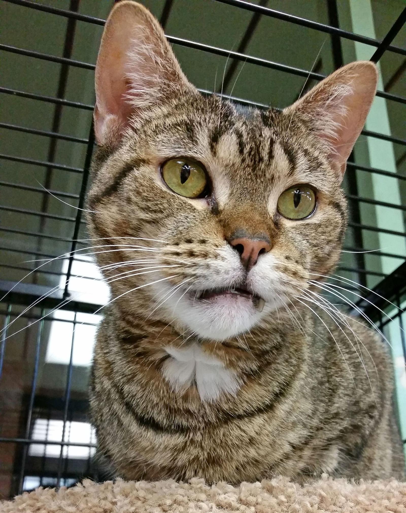 Enlarge Jasmine, a Adoptable Domestic Short Hair in Philadelphia, PA image 1/6