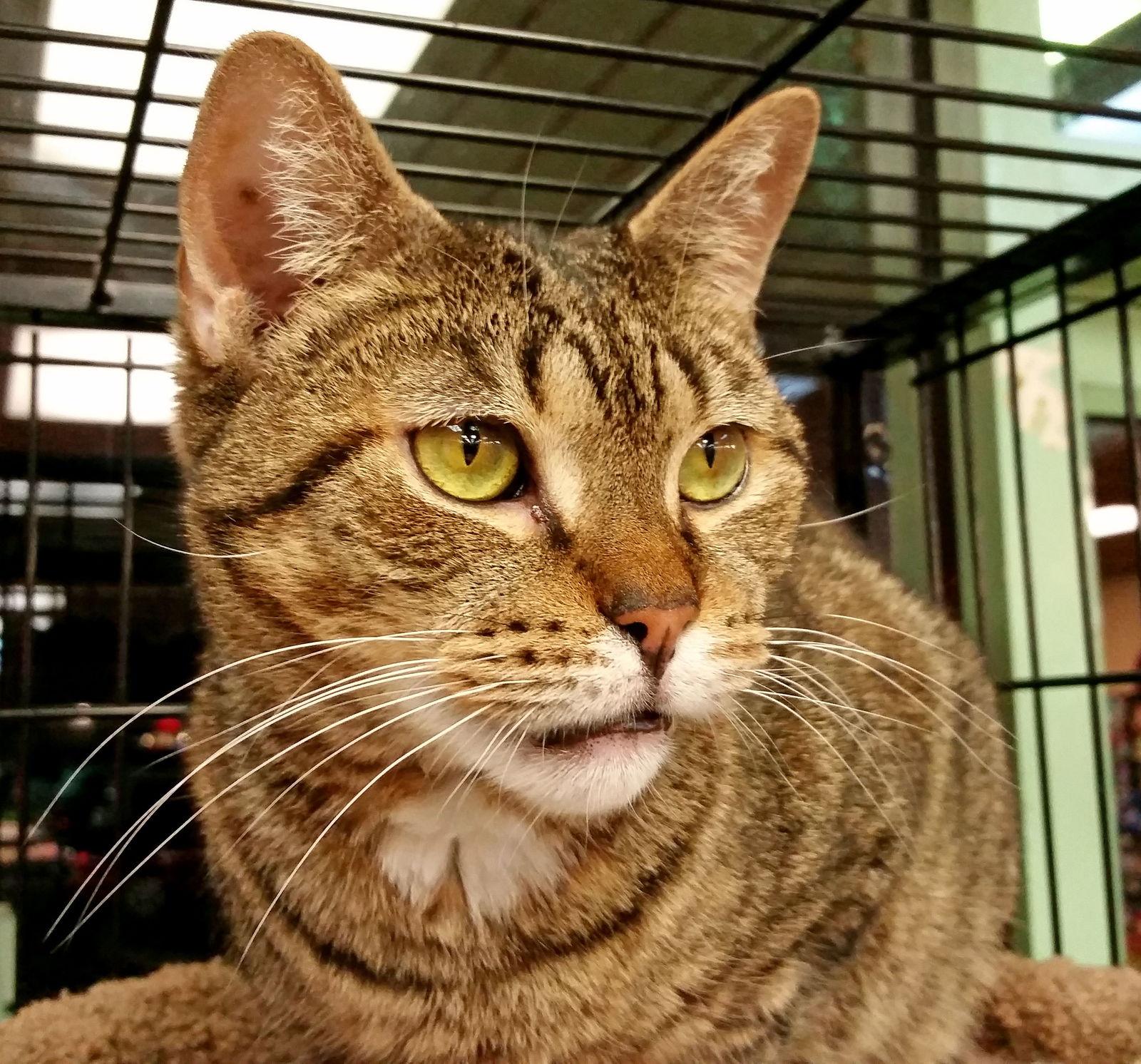 Enlarge Jasmine, a Adoptable Domestic Short Hair in Philadelphia, PA image 2/6