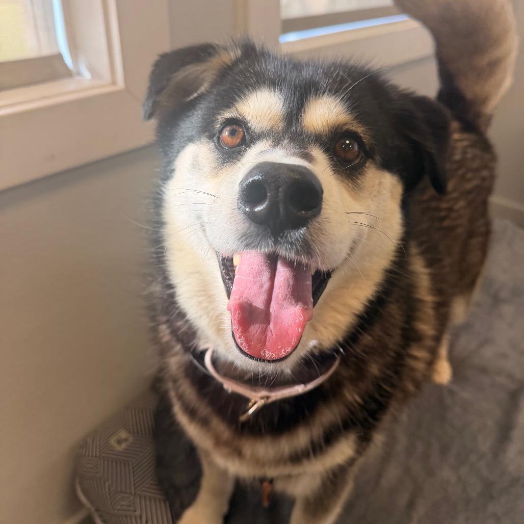 Eggo, a Adoptable Husky in Long Beach, CA image 1/4